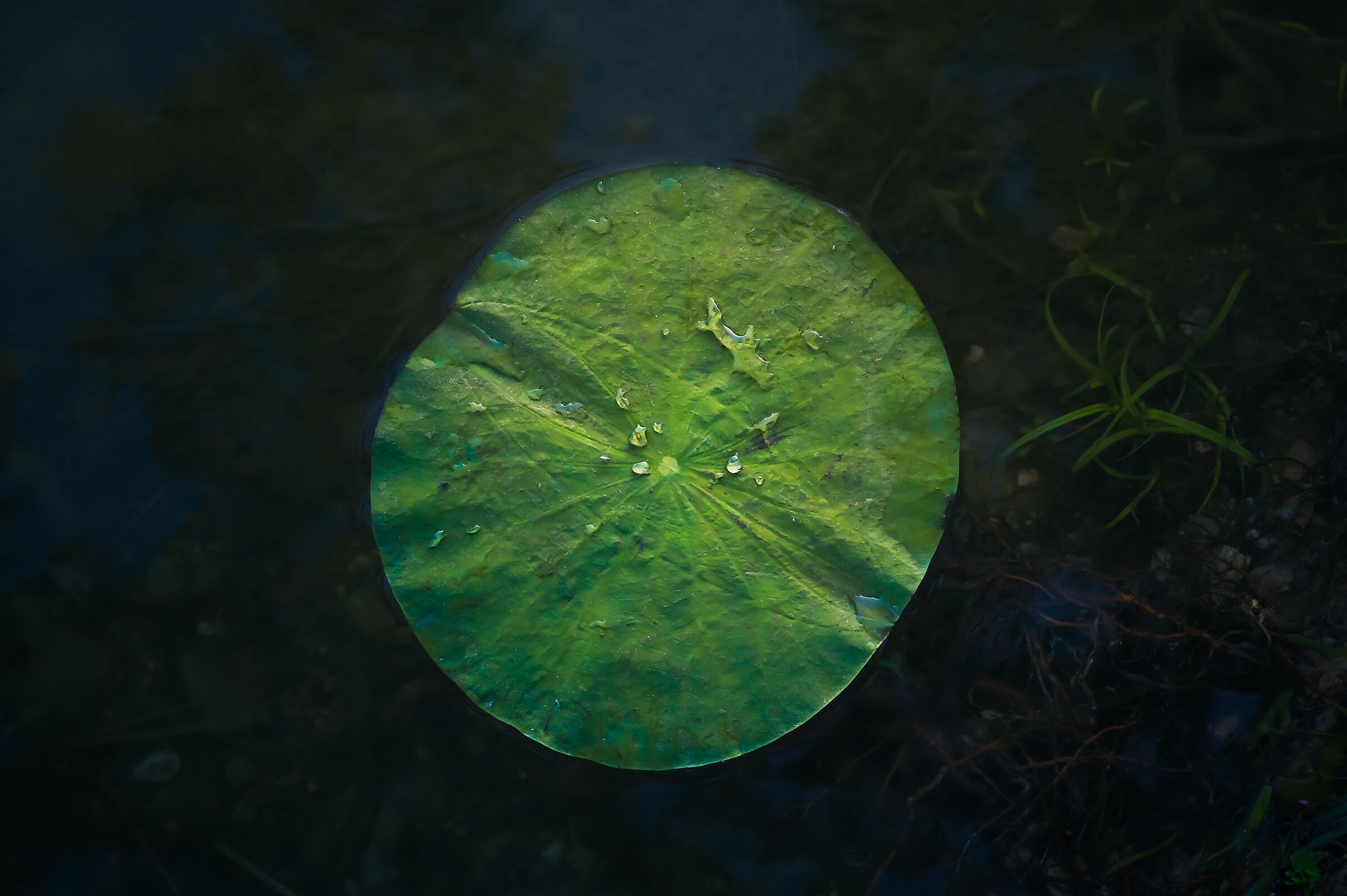 Solitude of a Lily Pad