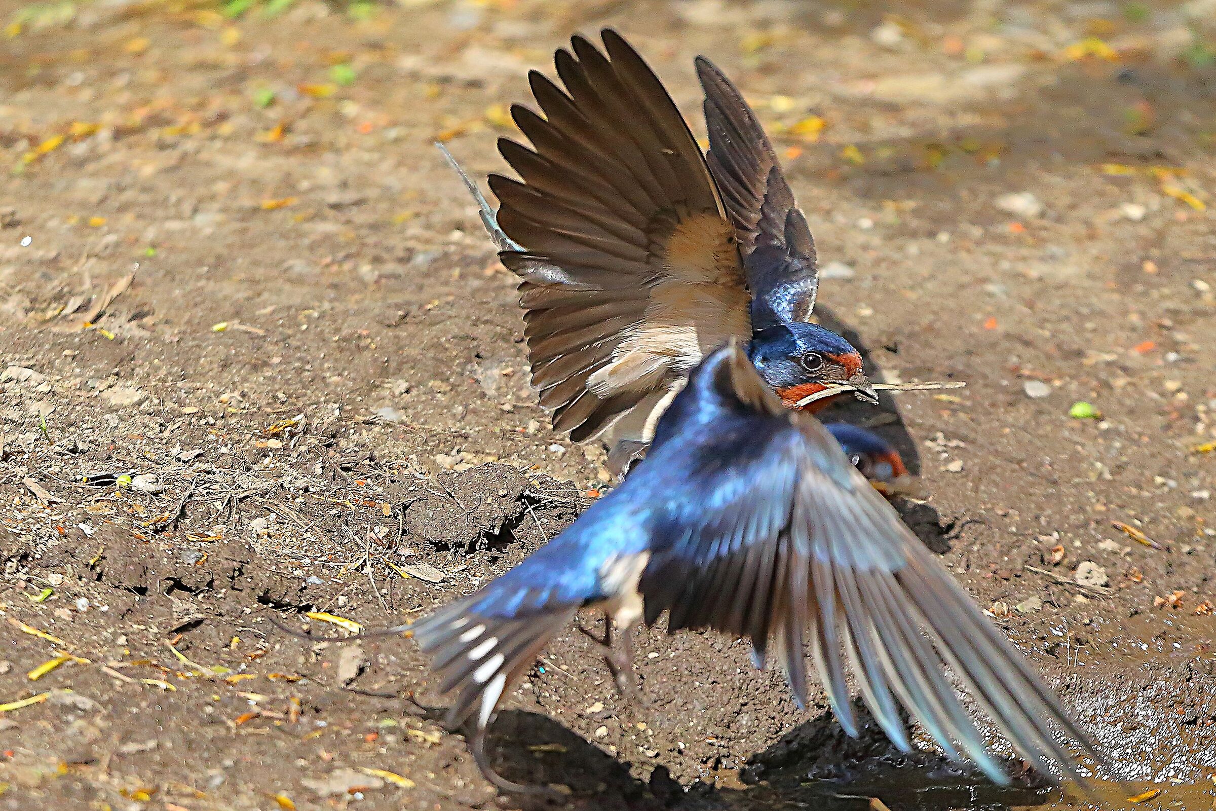 Rondine 12 aprile 2024 - 8237