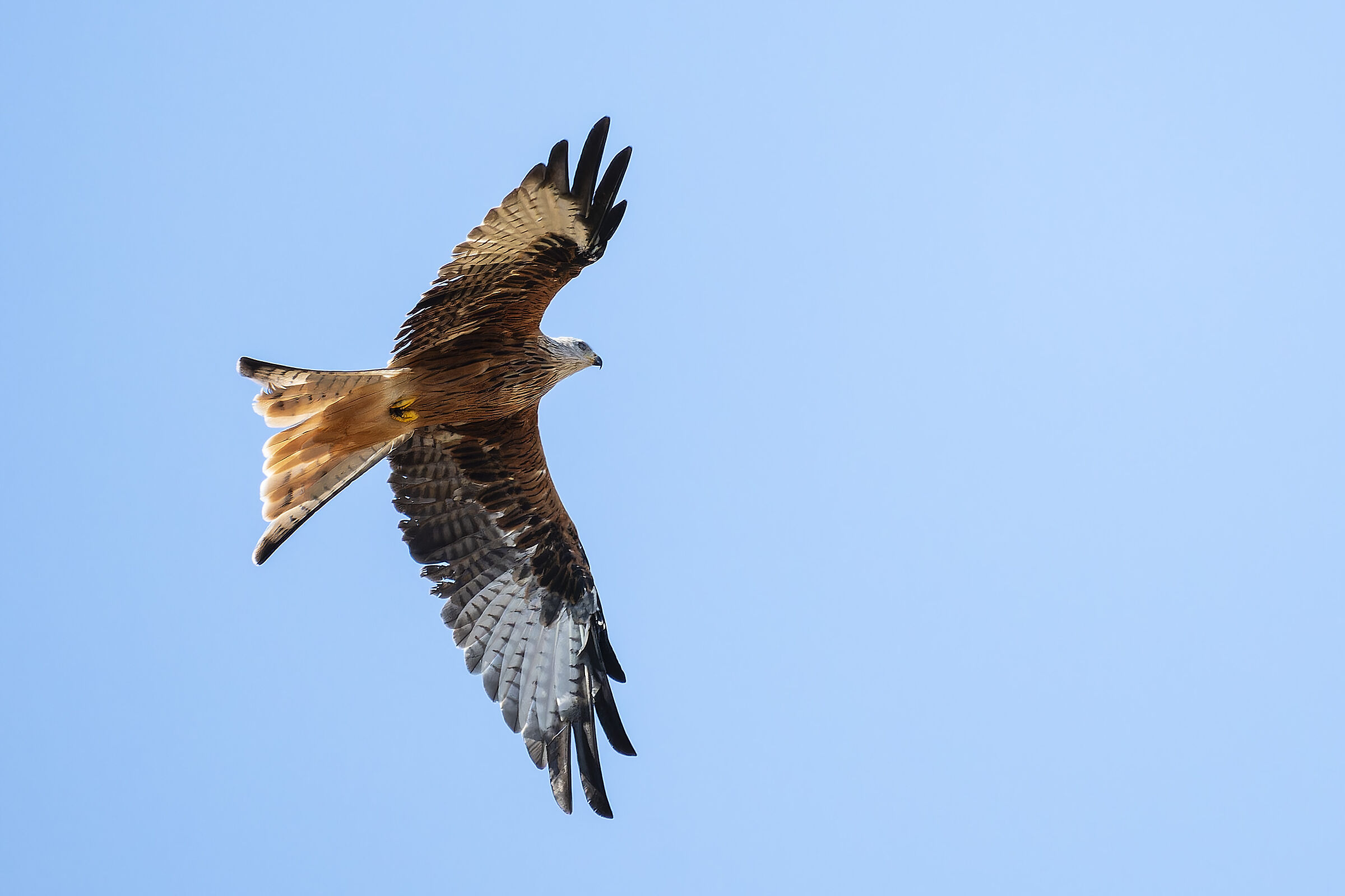 Red kite