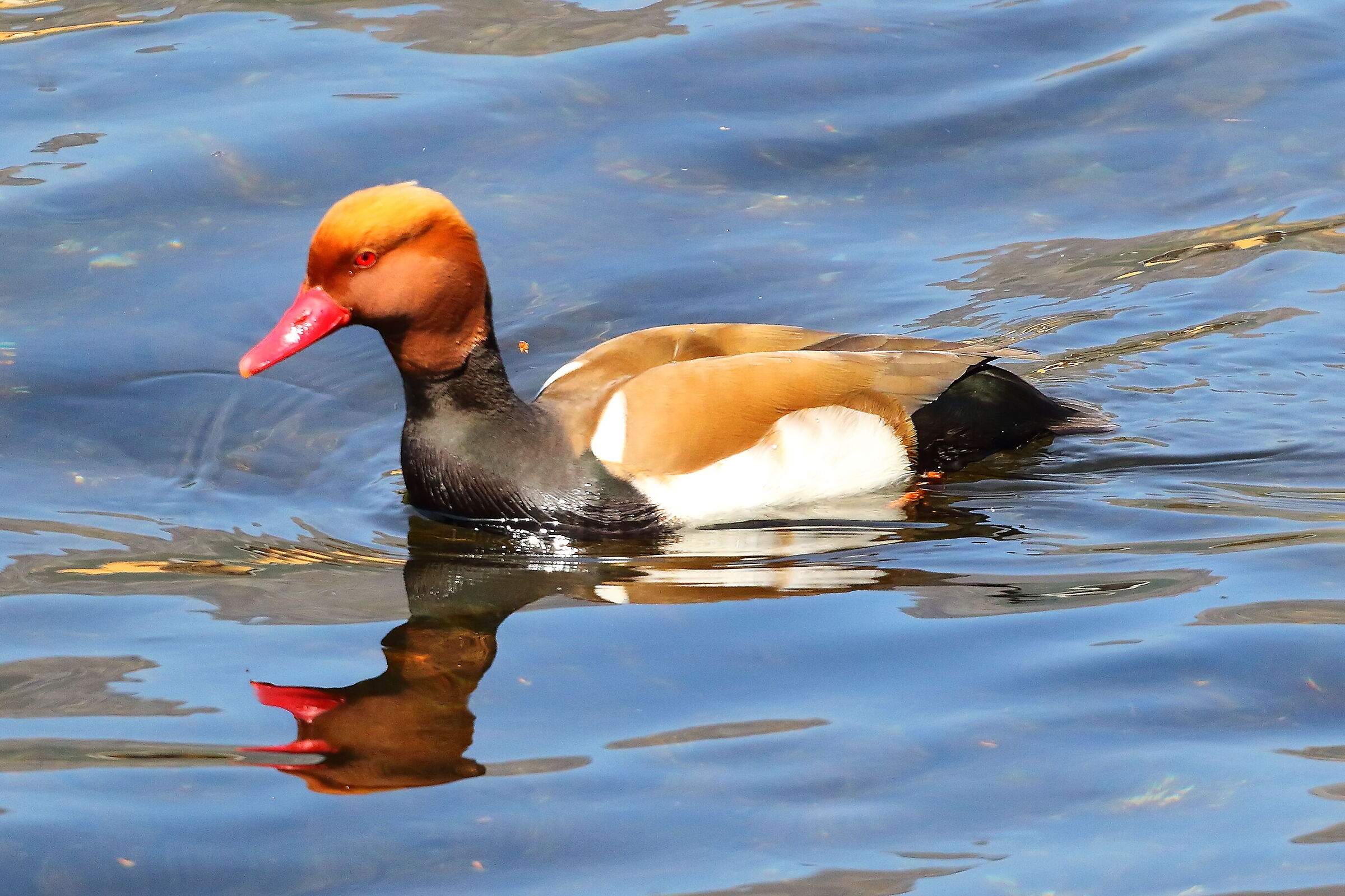 Fistione M 12 aprile 2024 - 8336