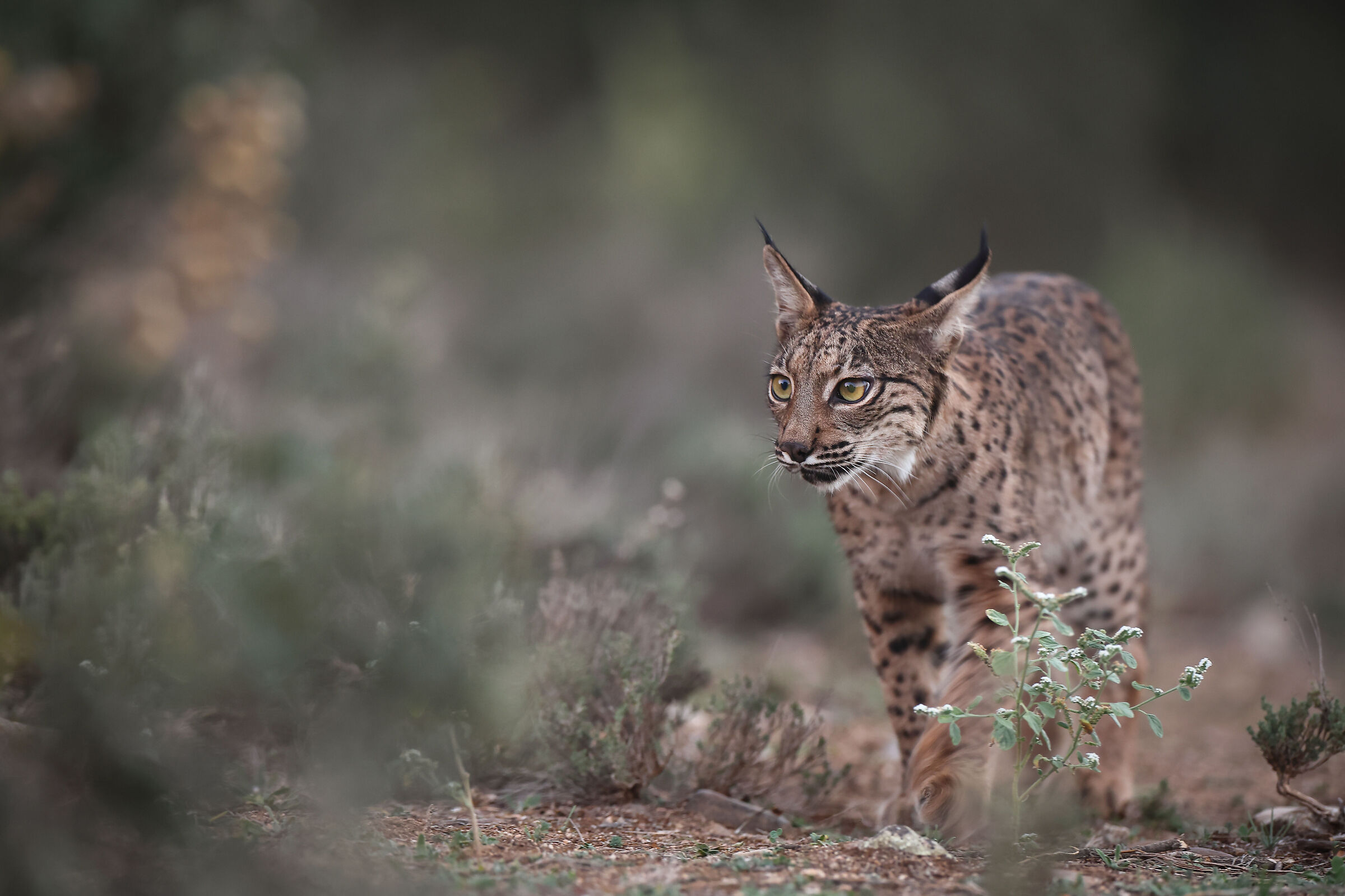 Giovane Lince maschio