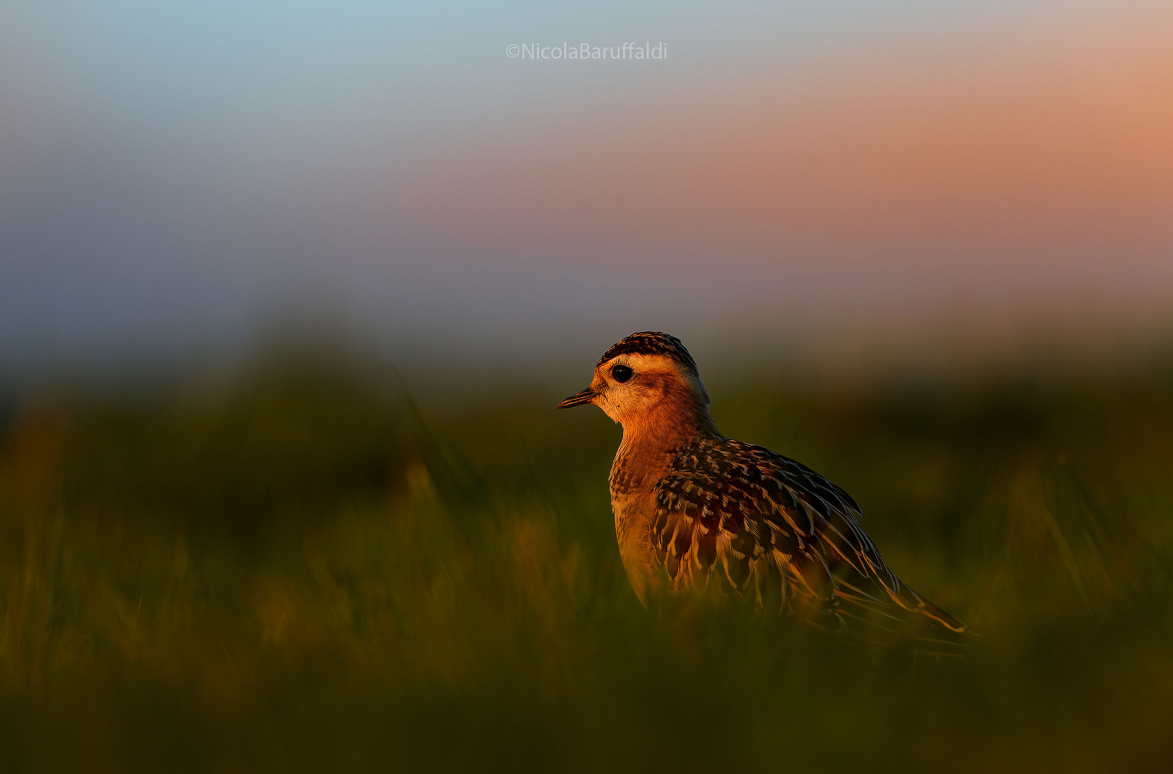 Tortolino plover in the last lights