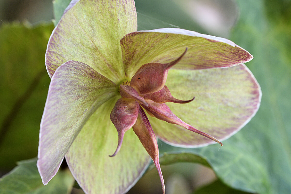 Hellebore