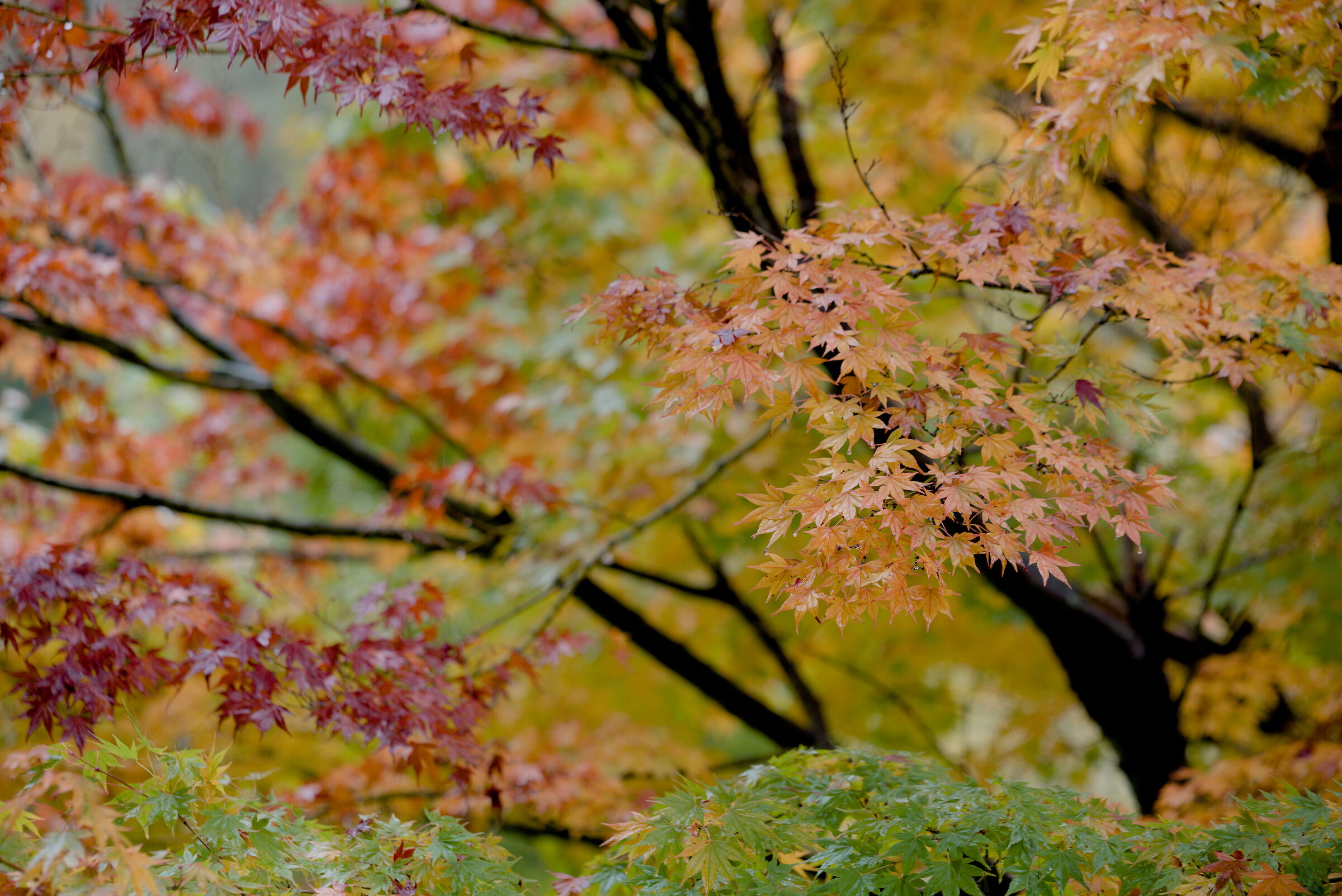 Nostalgia for foliage!