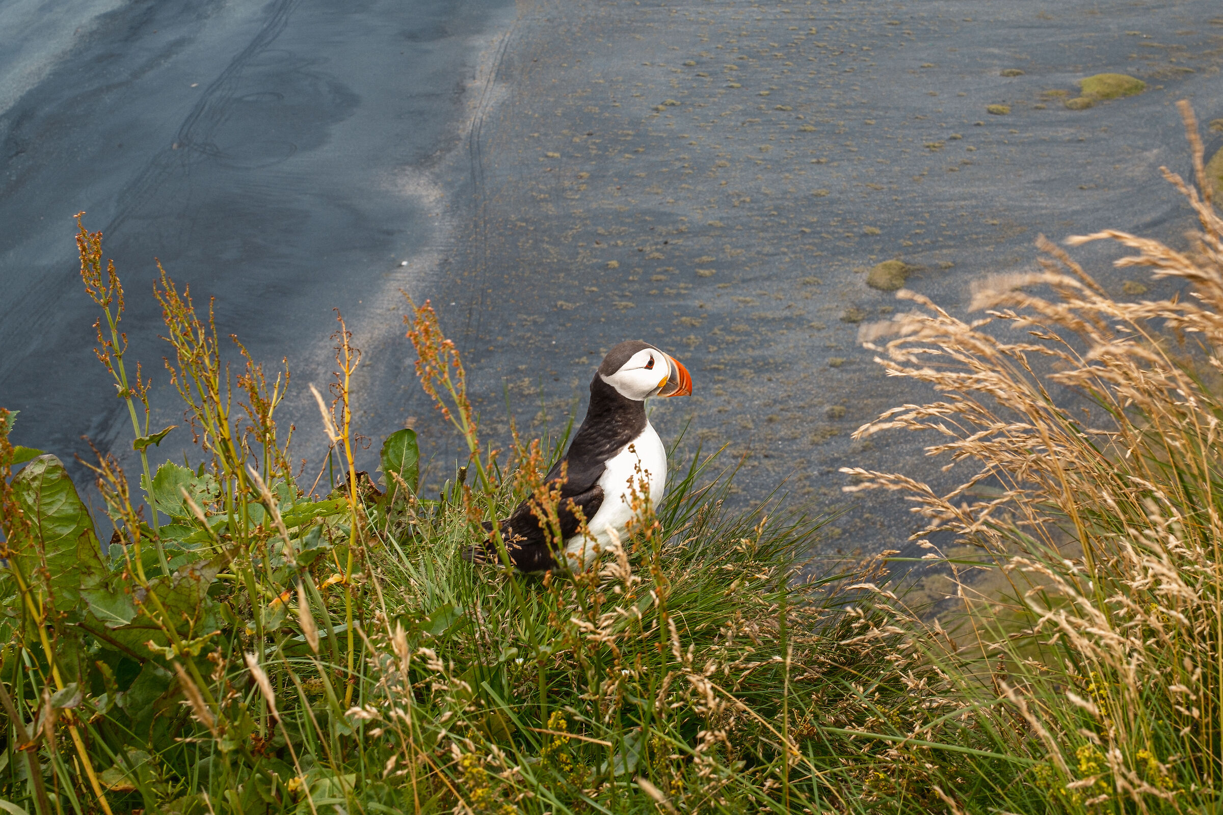 Puffin