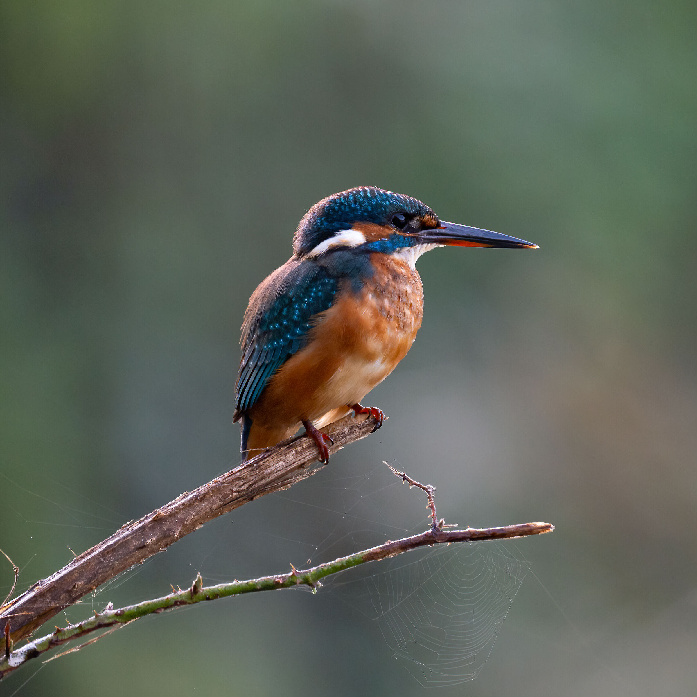 Kingfisher