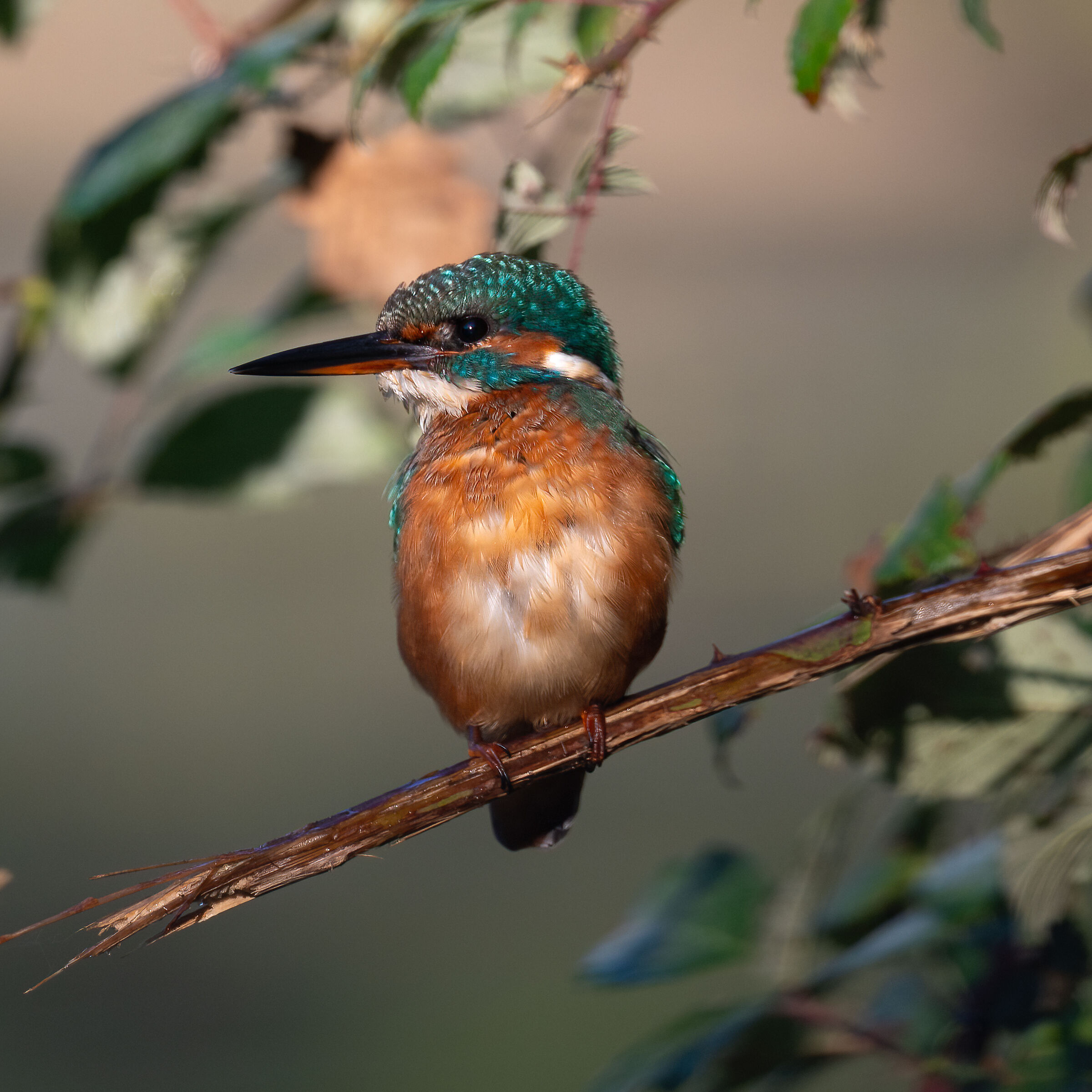 Kingfisher