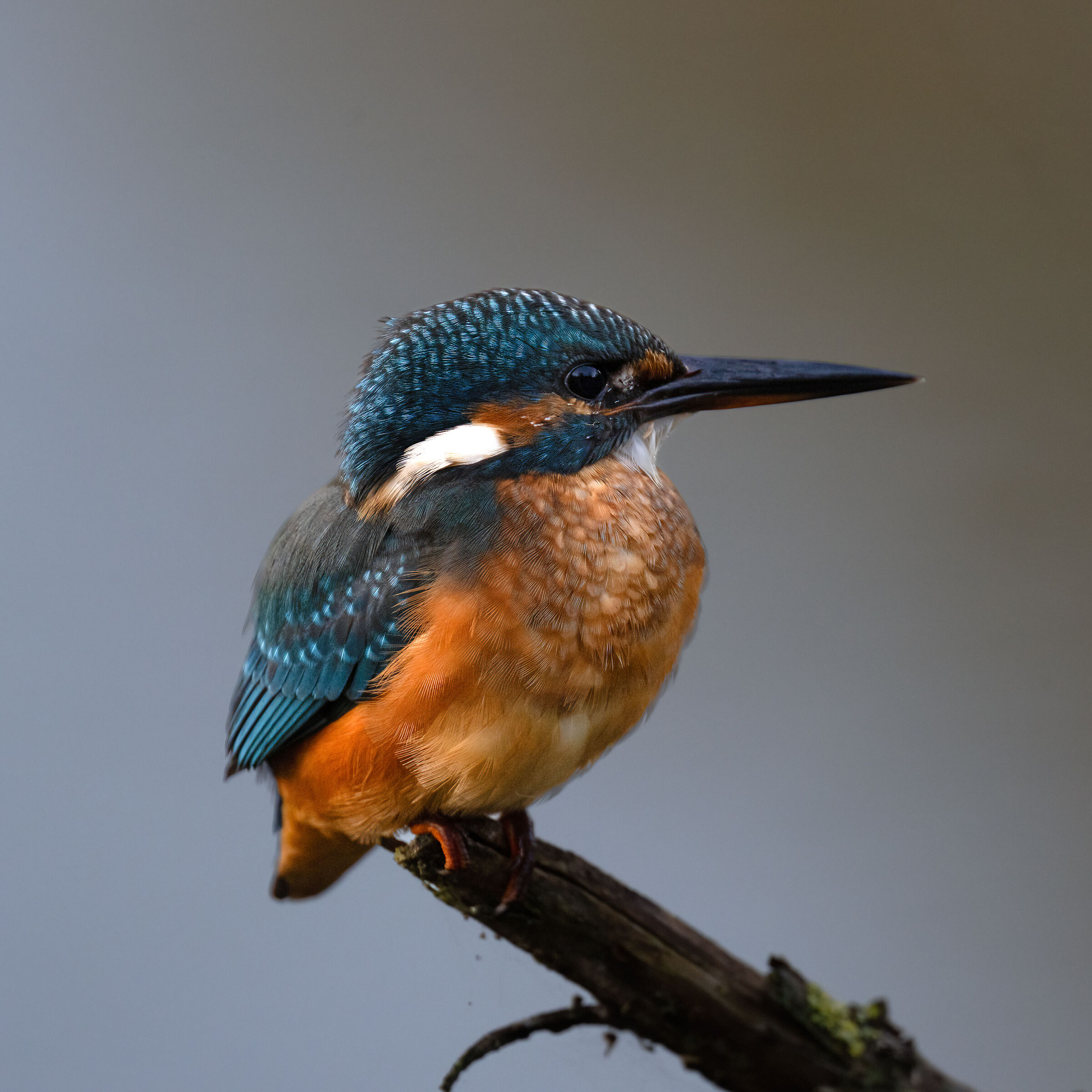 Kingfisher