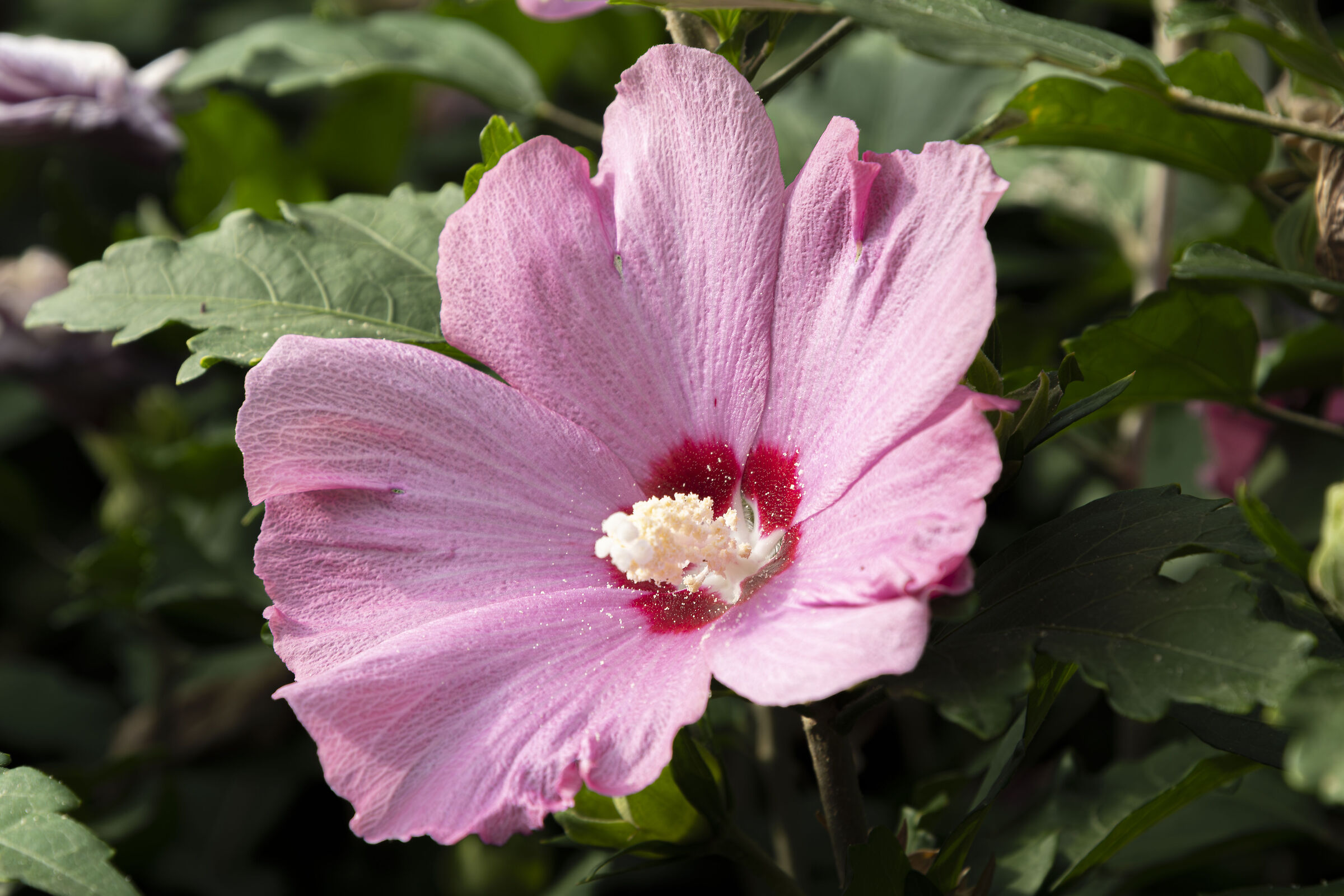 Pink Chinese hibiscus