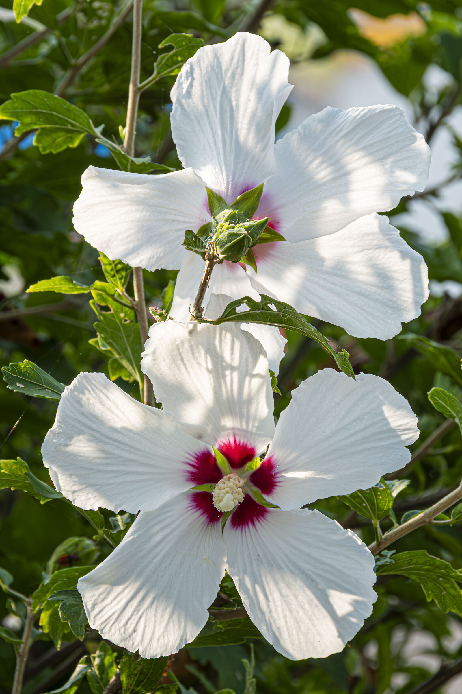 Ibisco cinese bianco