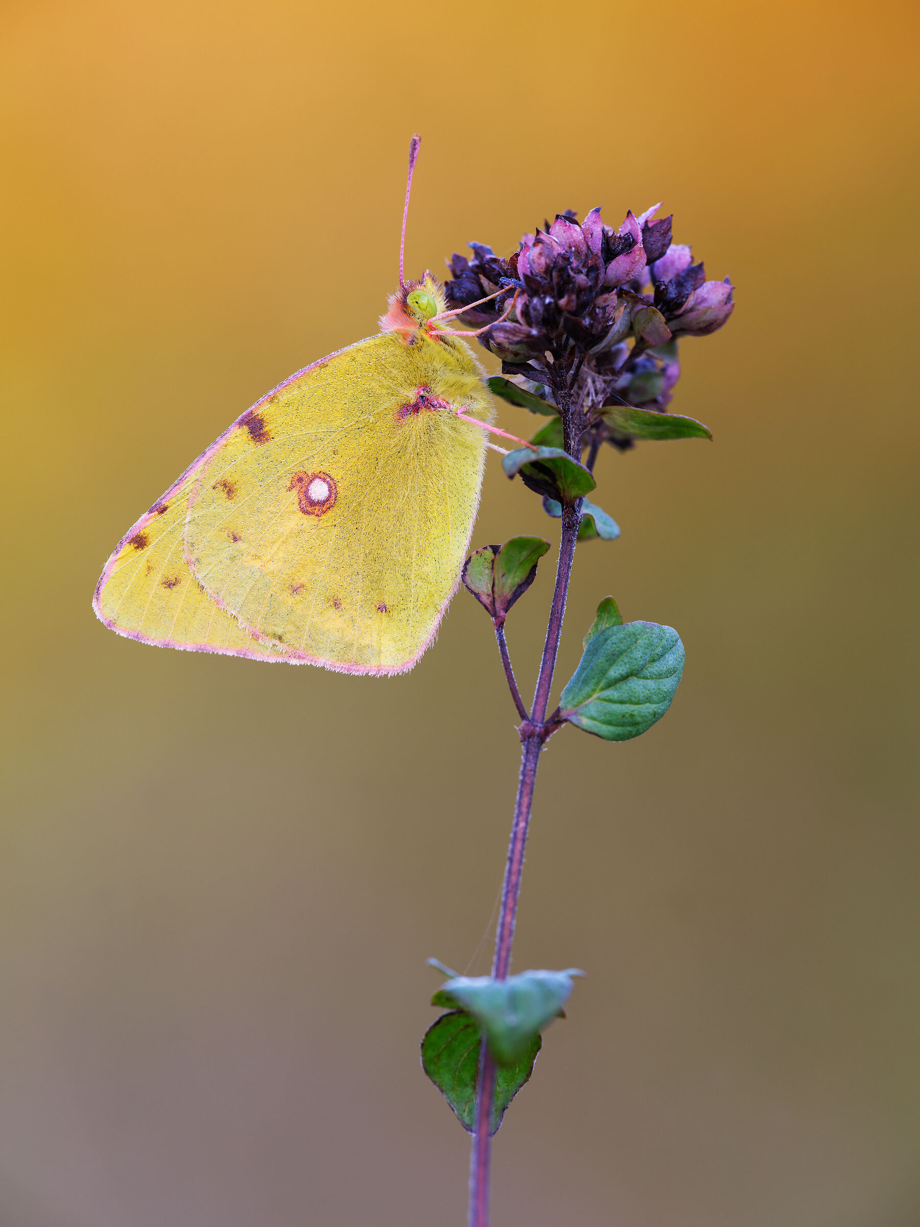 Colias crocea