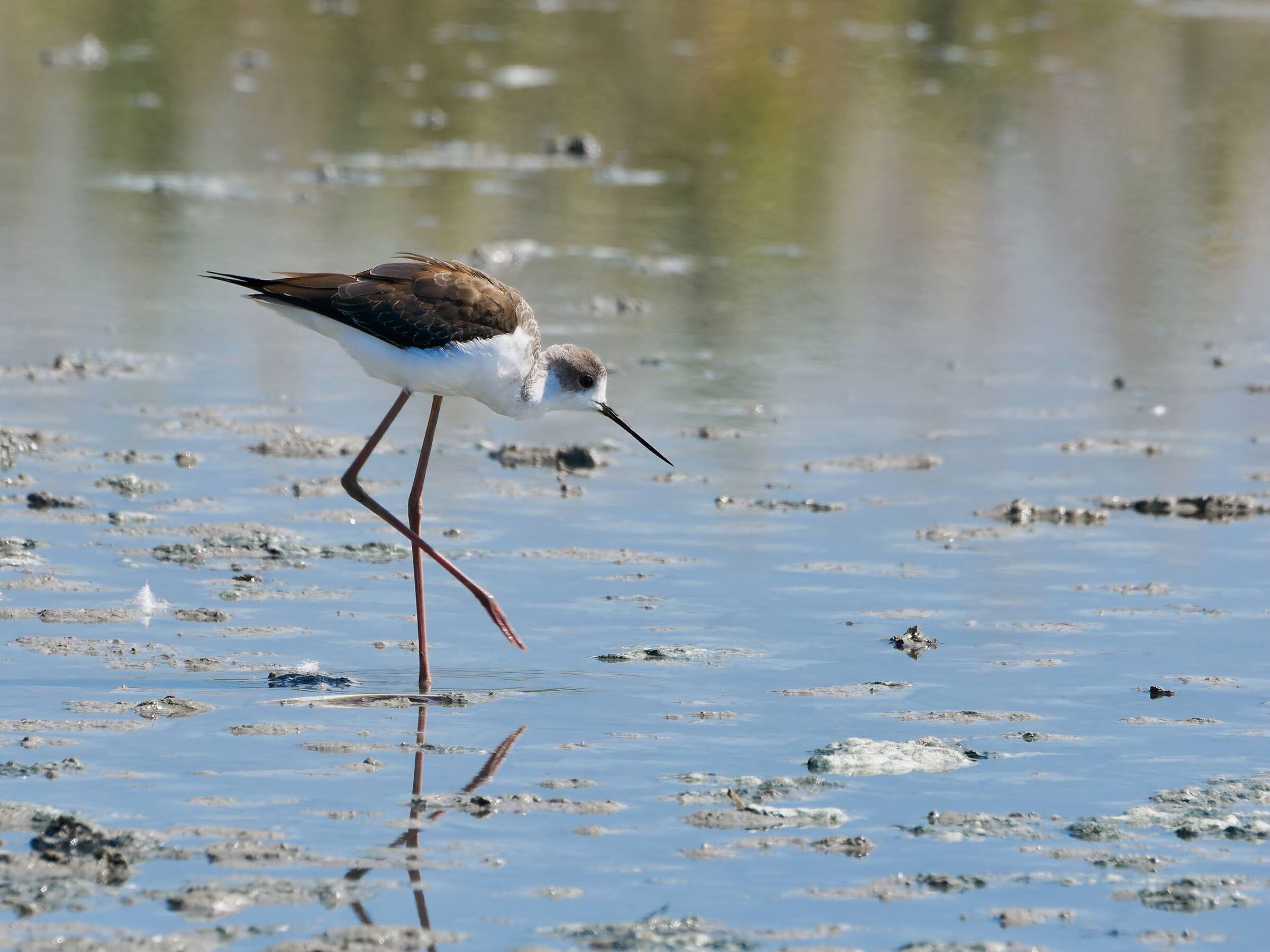 Cavaliere d'Italia Juv.