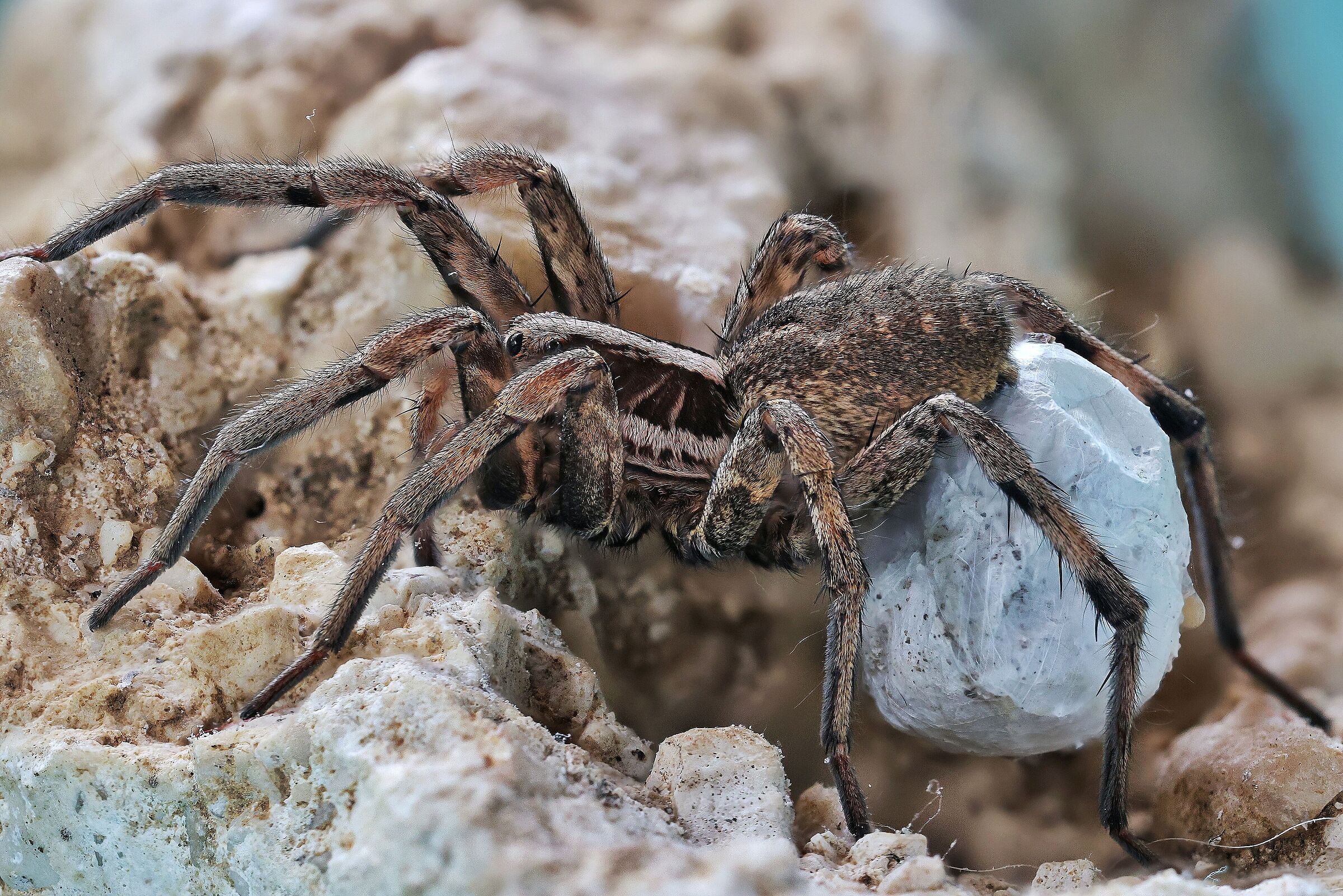 Hogna radiata _ maternity