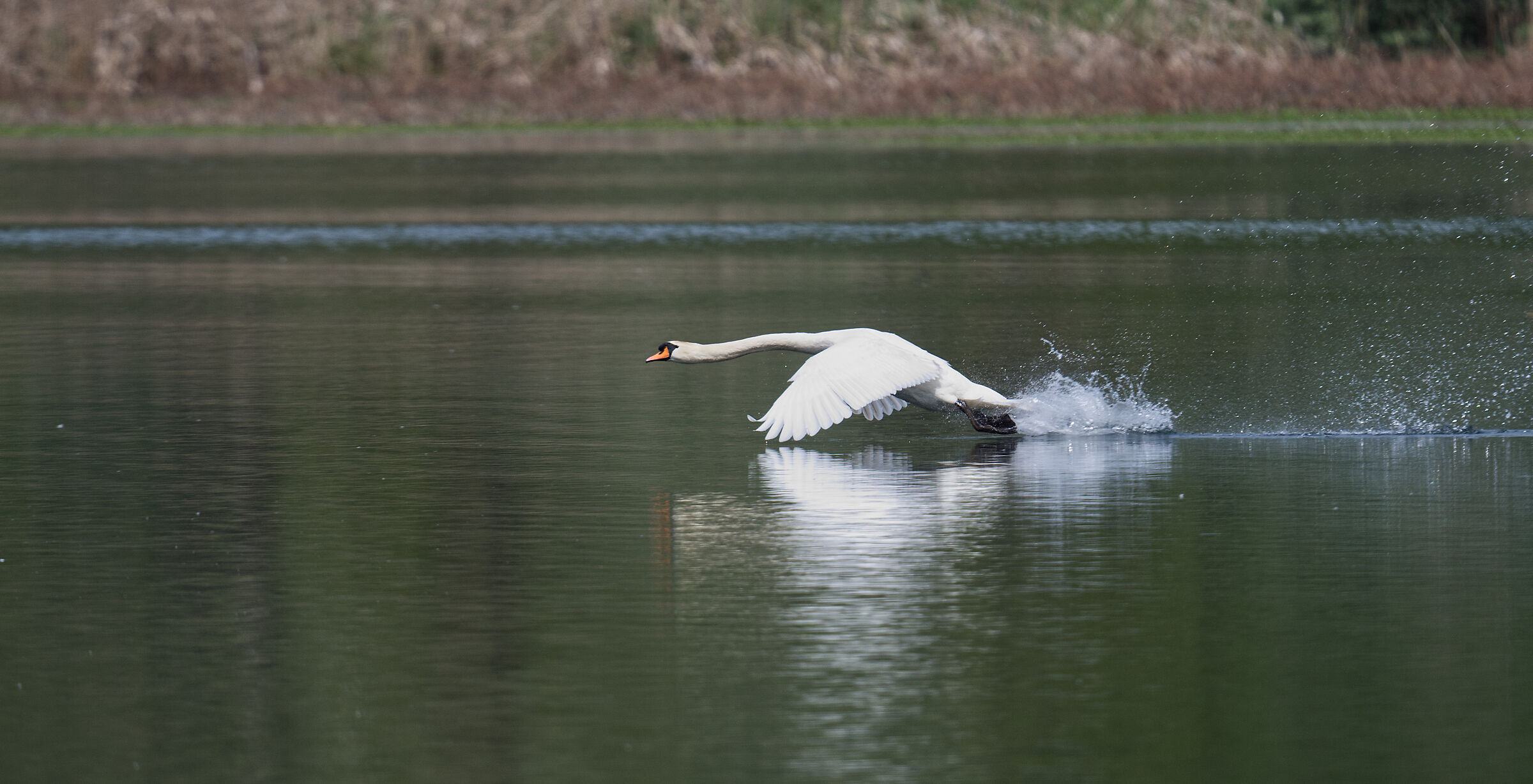 swan