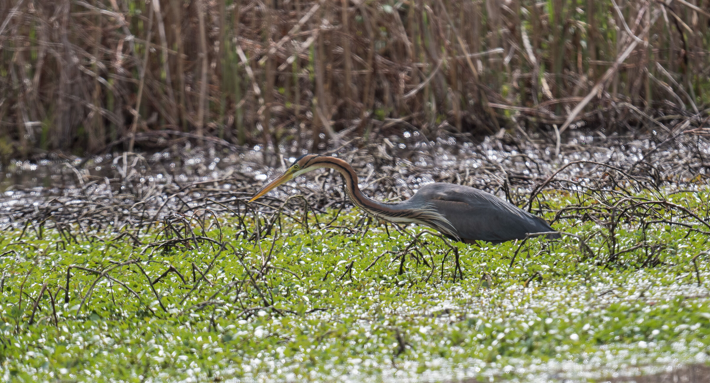 purple heron