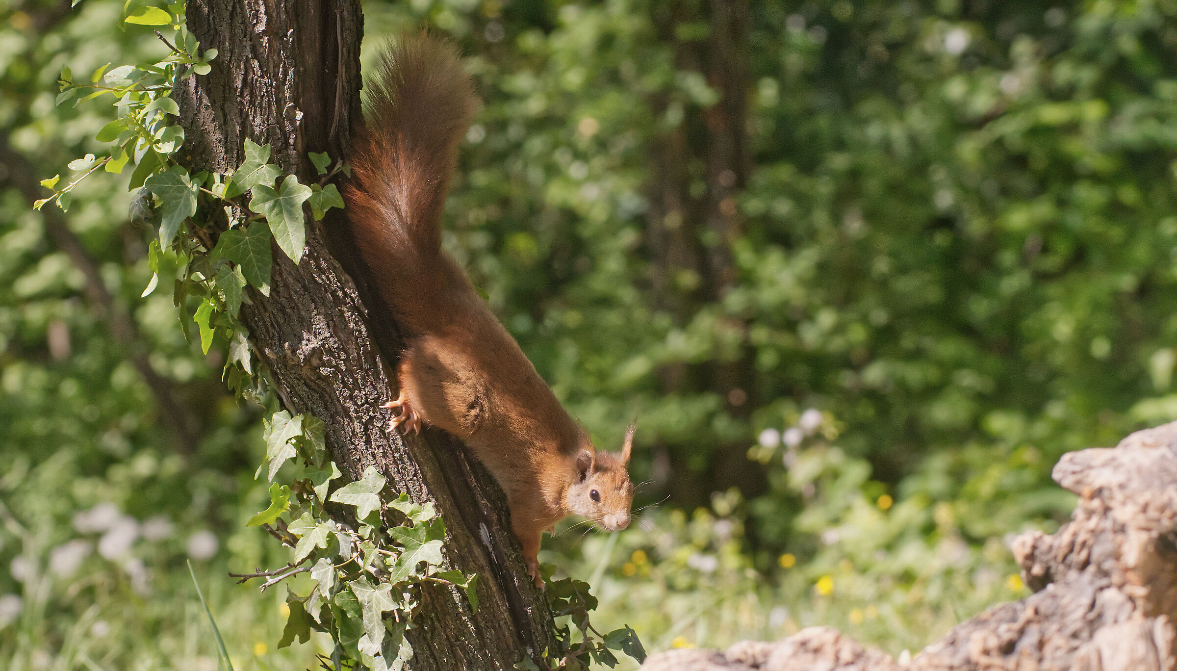 red squirrel