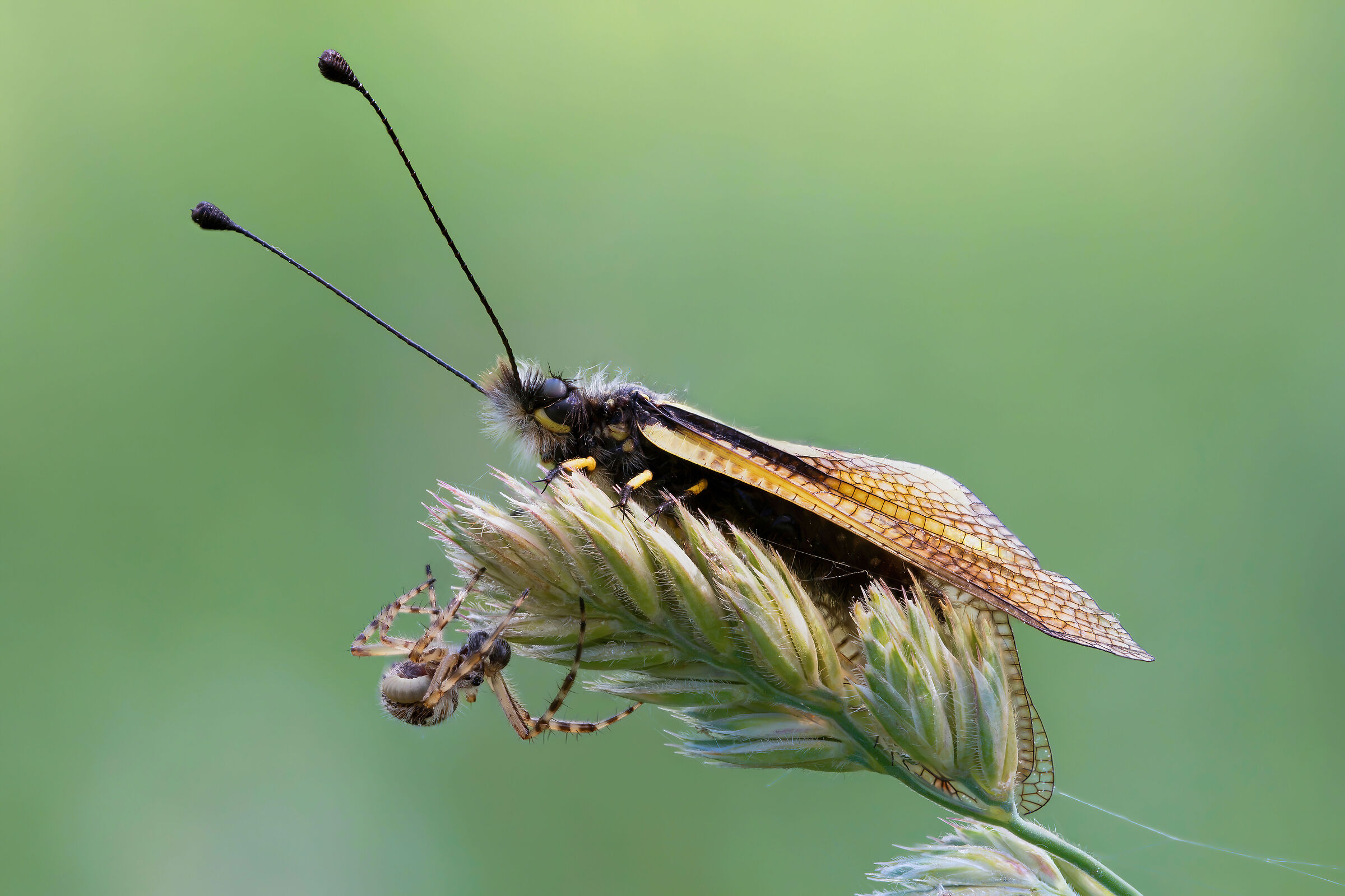 Aculepeira armida + ascalafo + larva di Ichneumonidae