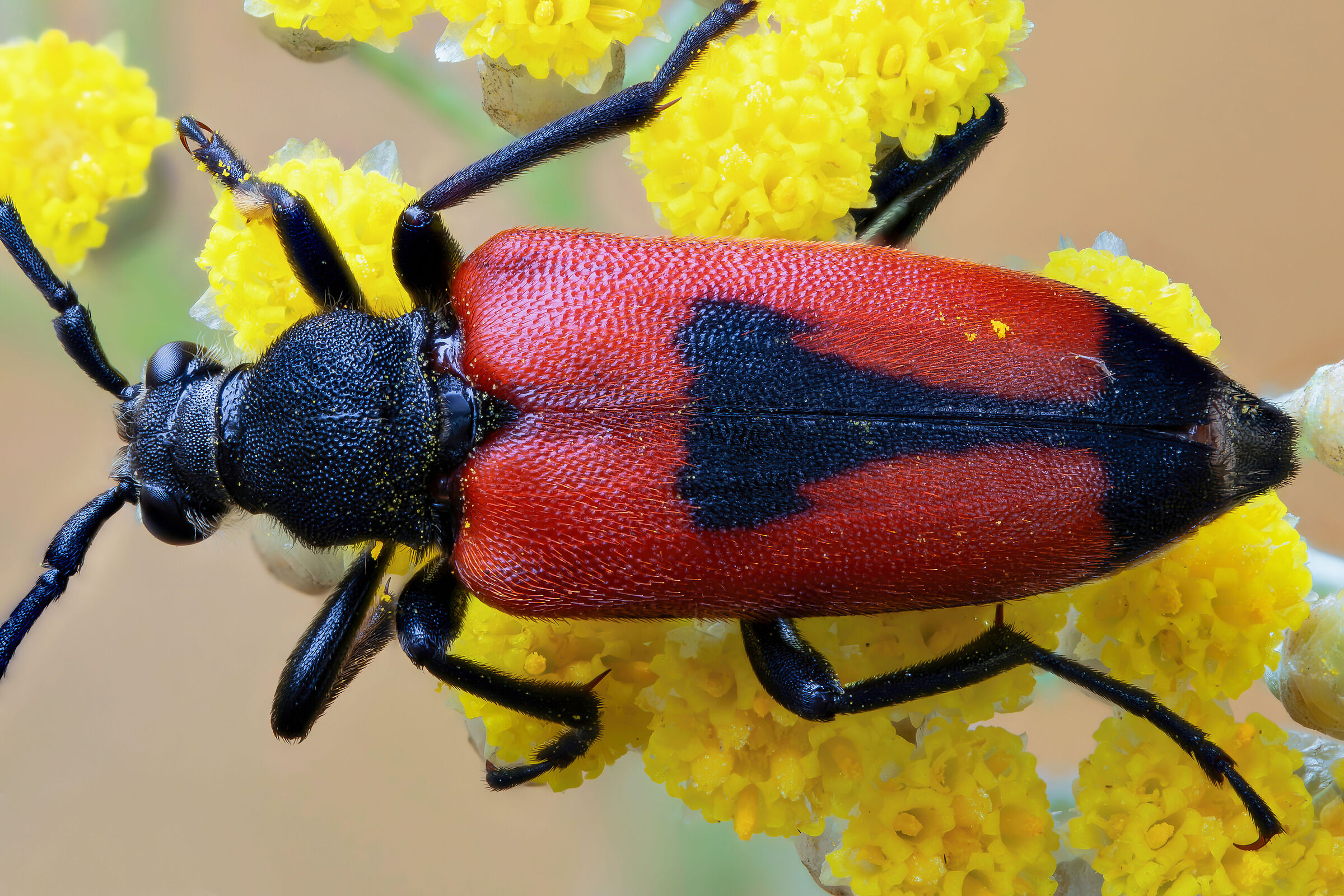 Stictoleptura cordigera