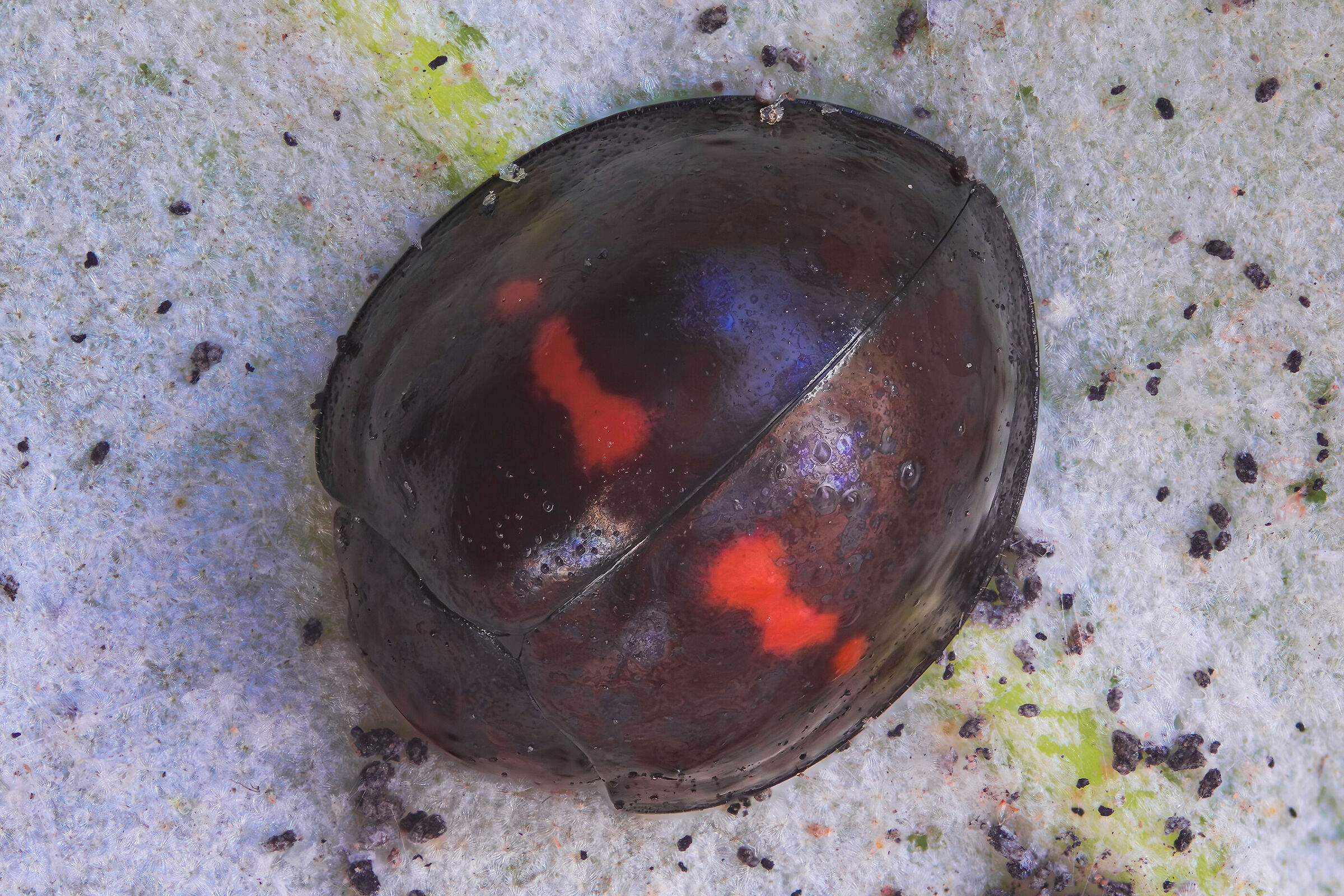 Chilocorus bipustulatus