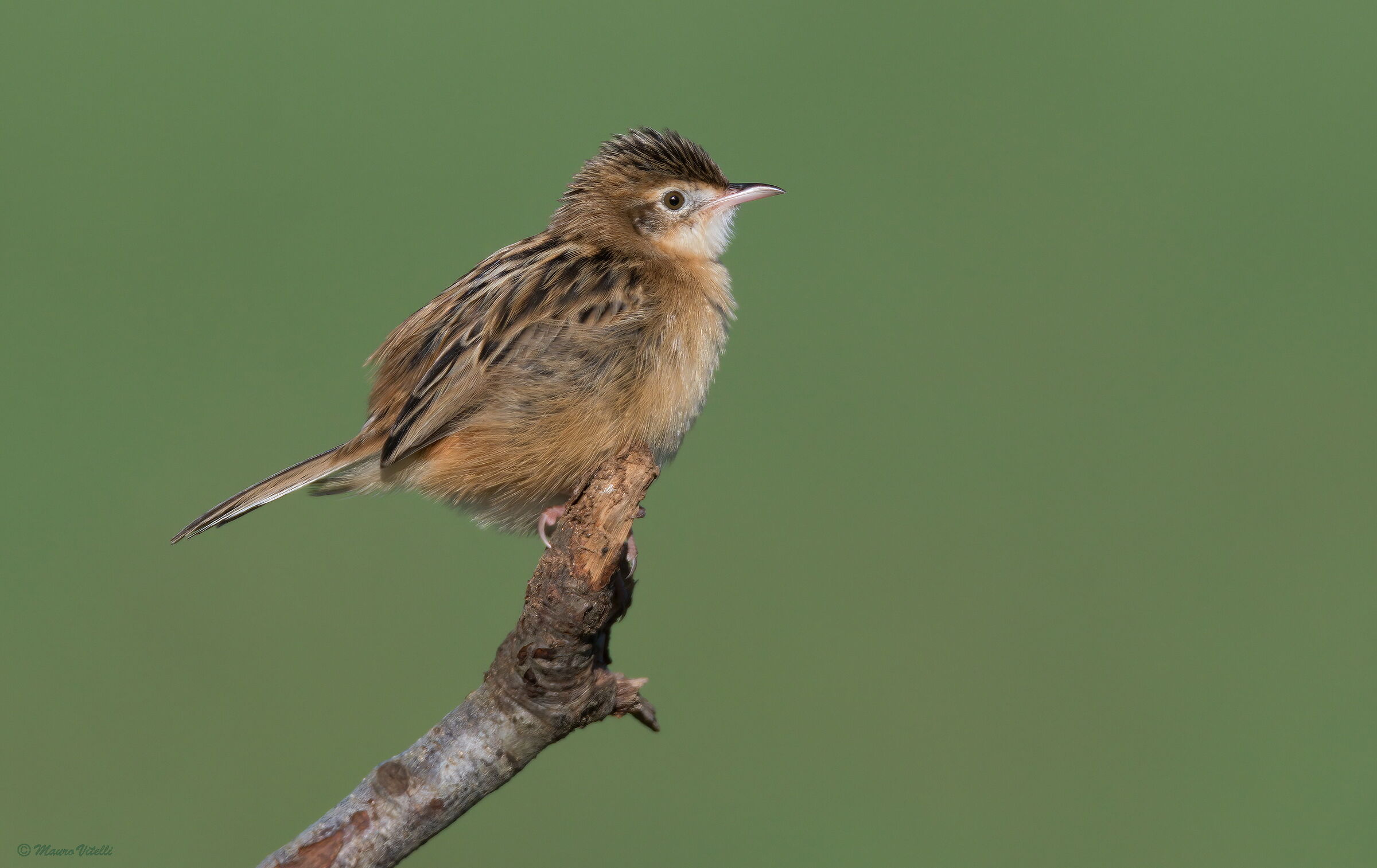 Snipe (Cisticola juncidis)
