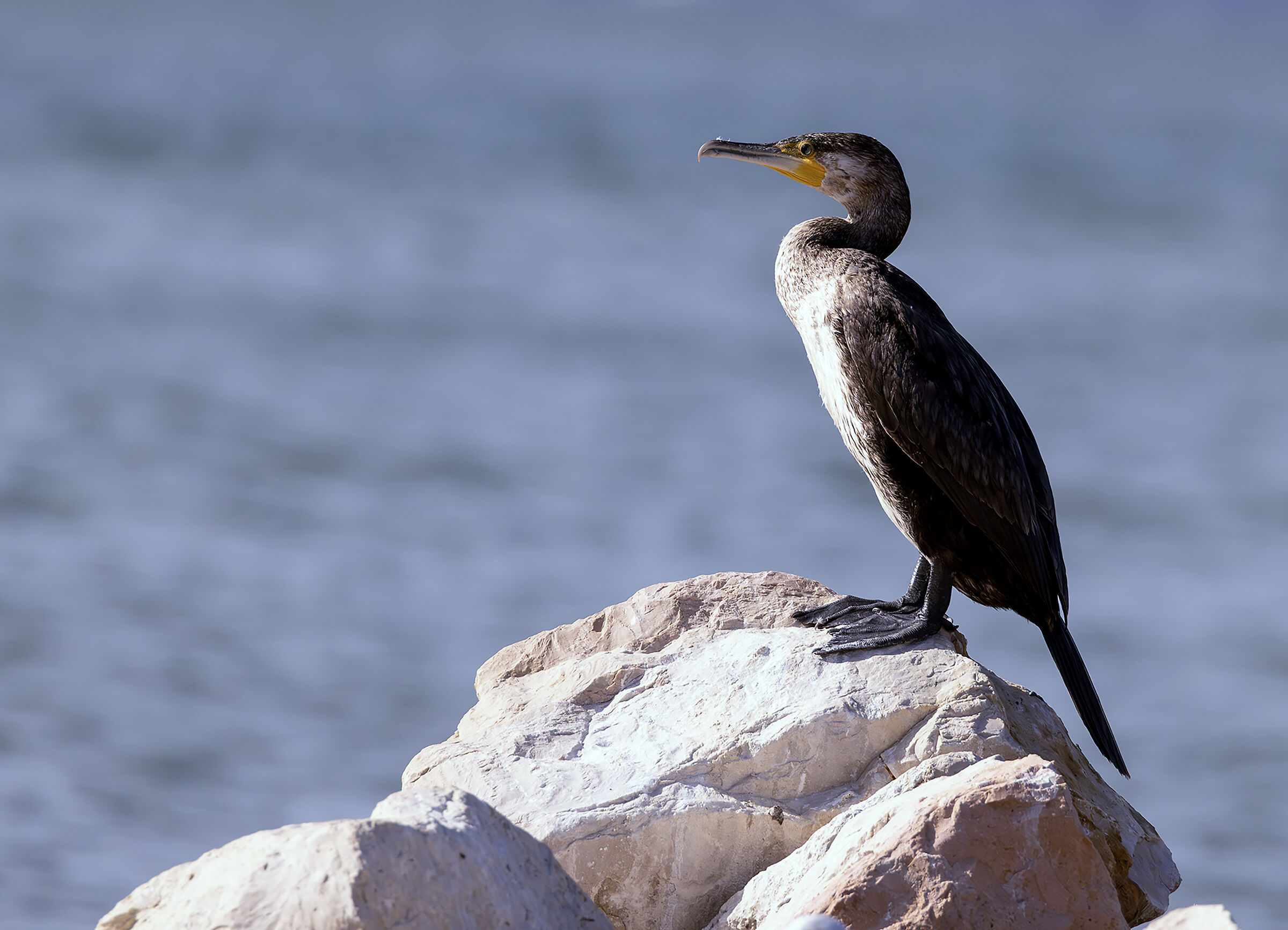 Young Cormorant