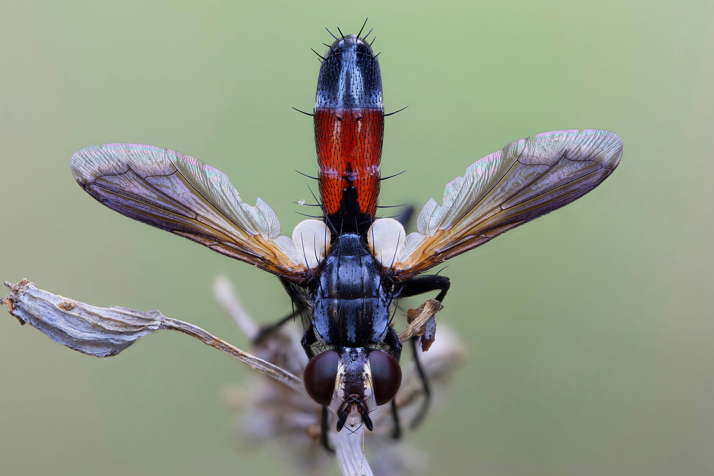 Cylindromyia sp. z o.o.