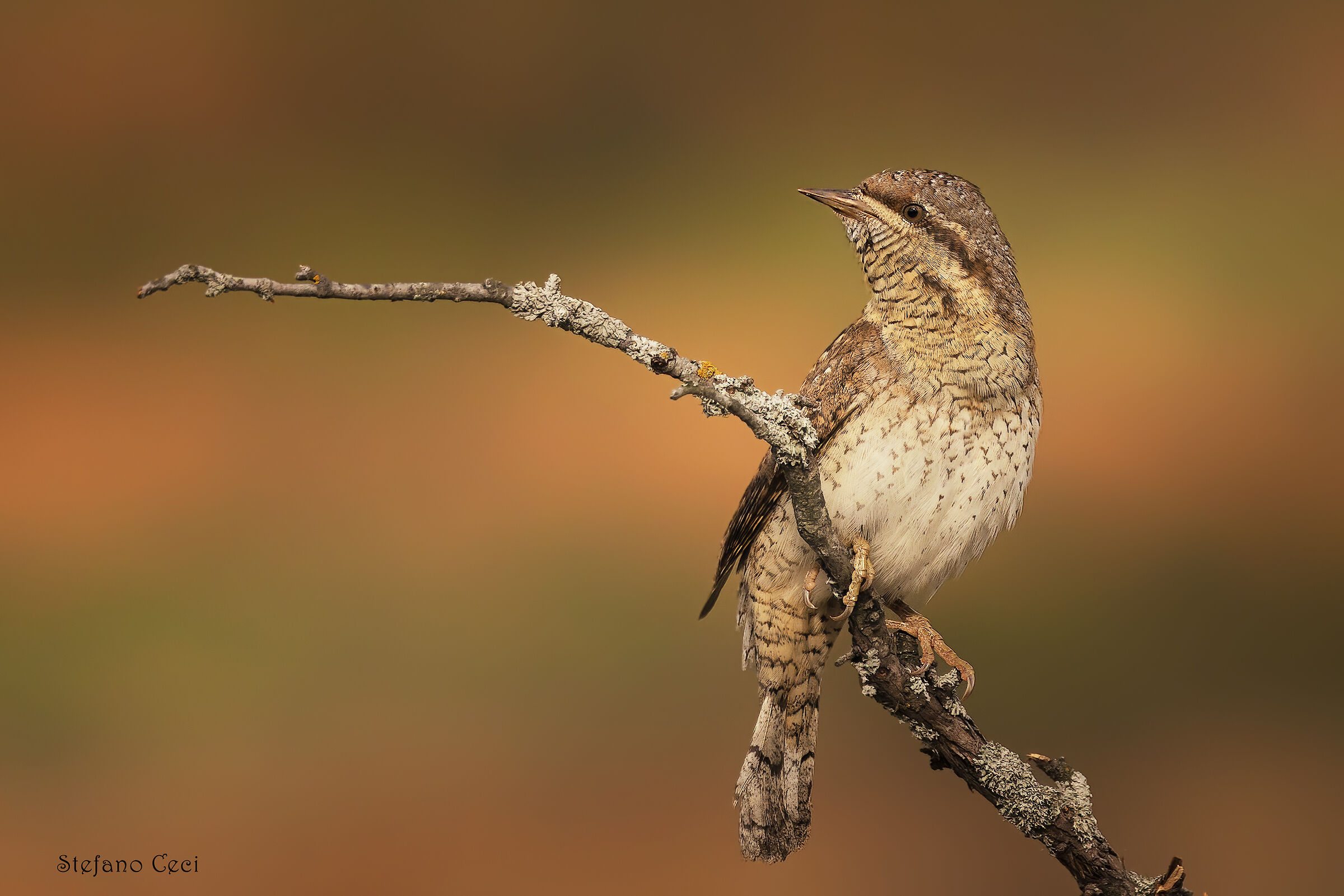 Wryneck