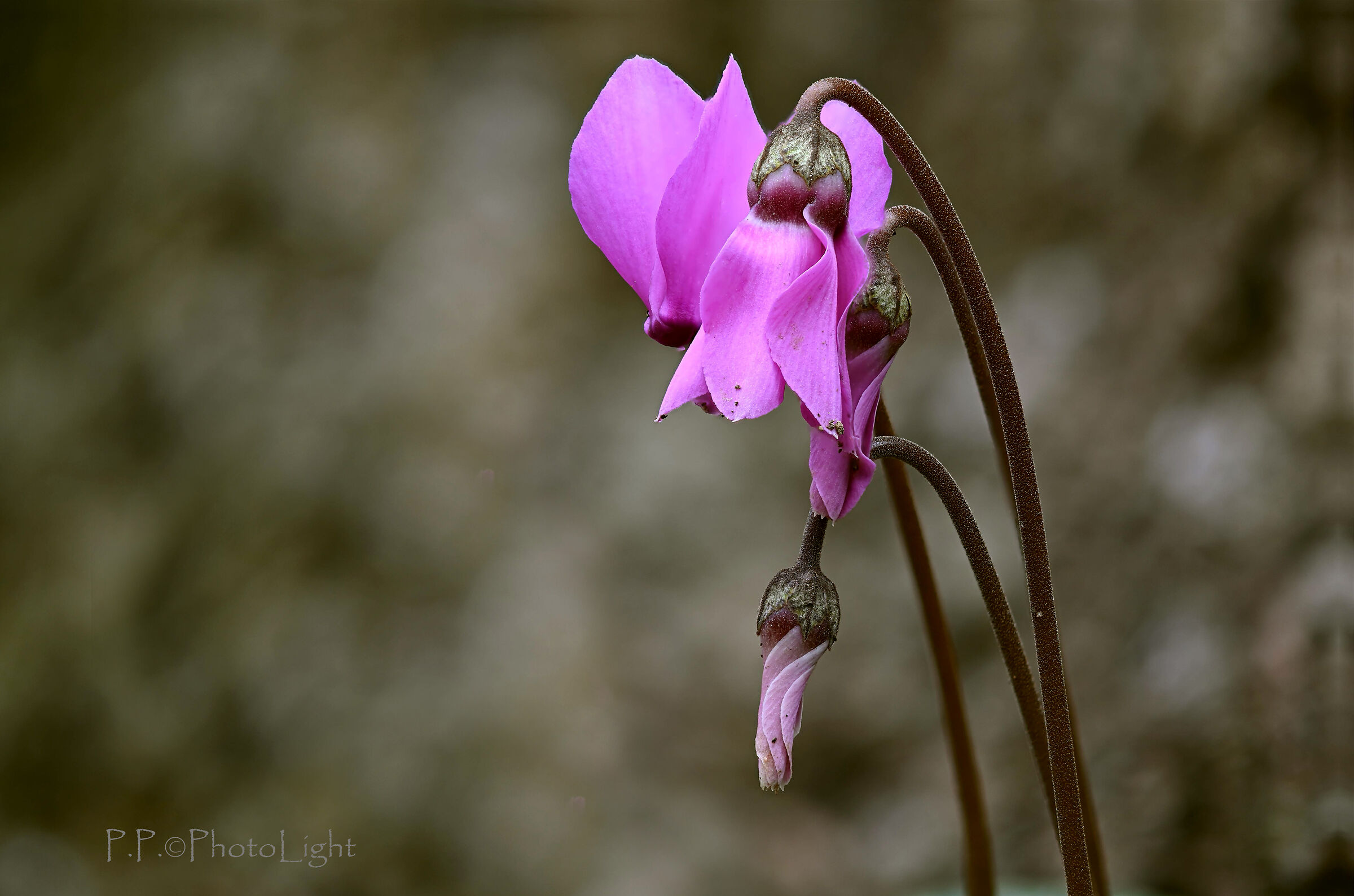 Cyclamen