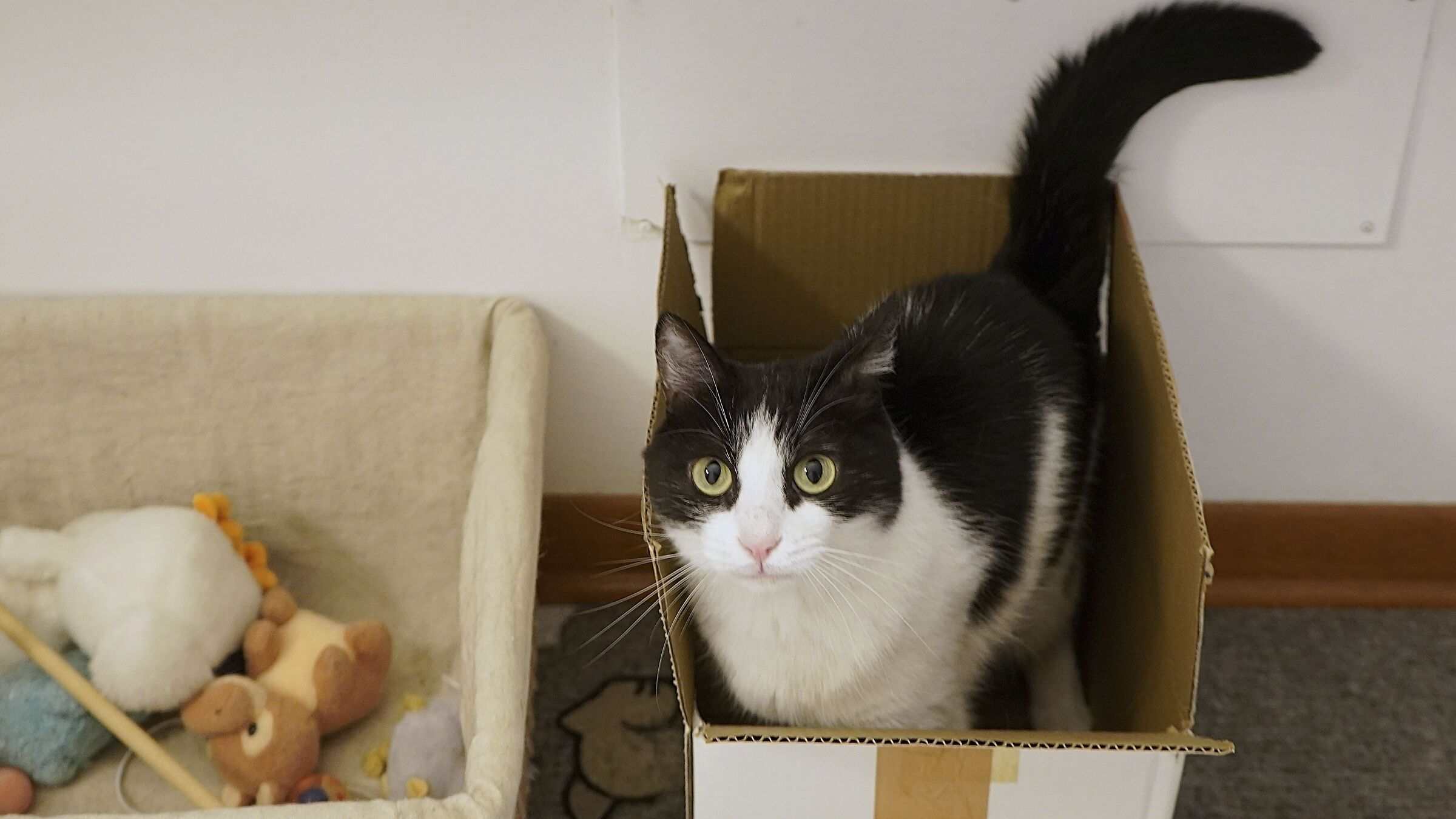 La scatola delle coccole..