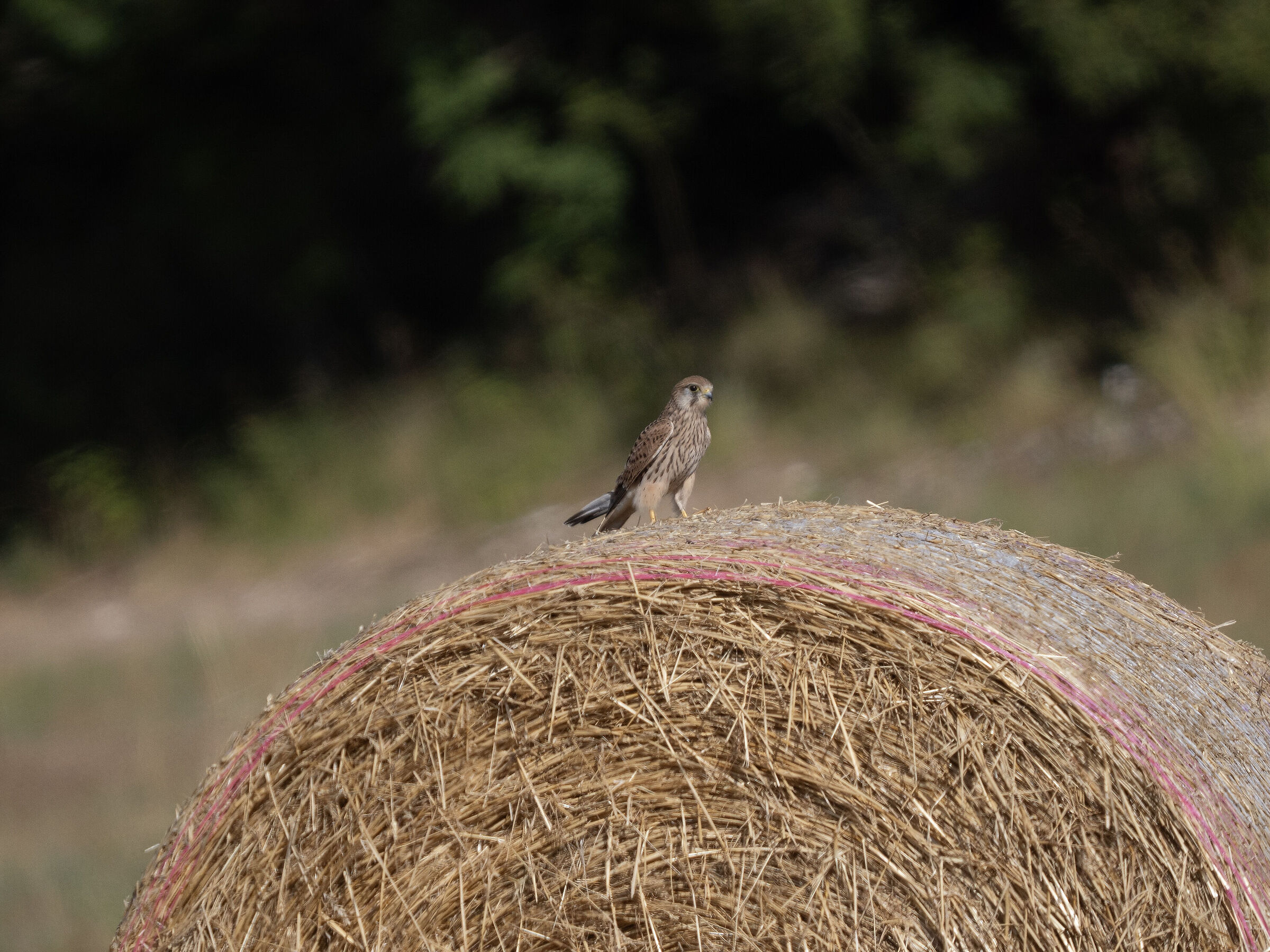 Kestrel