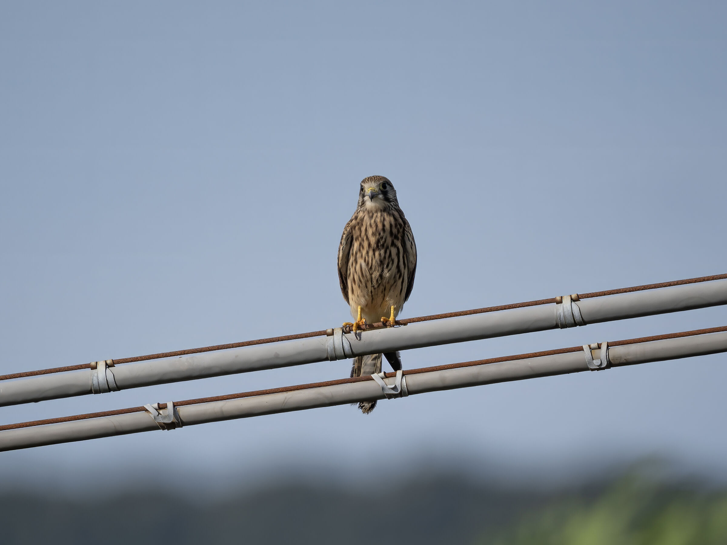 Kestrel