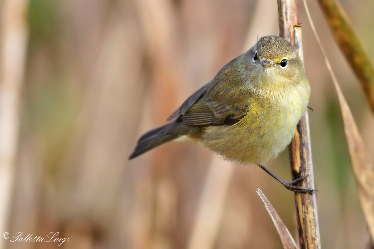 He small (Phylloscopus collybita)