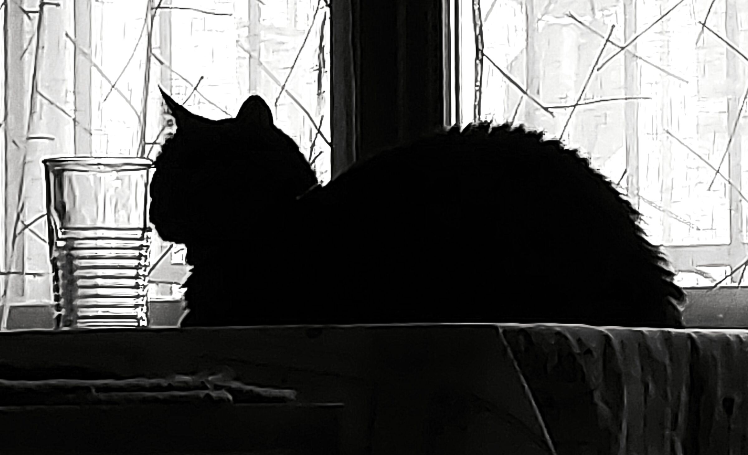 The cat is at the window