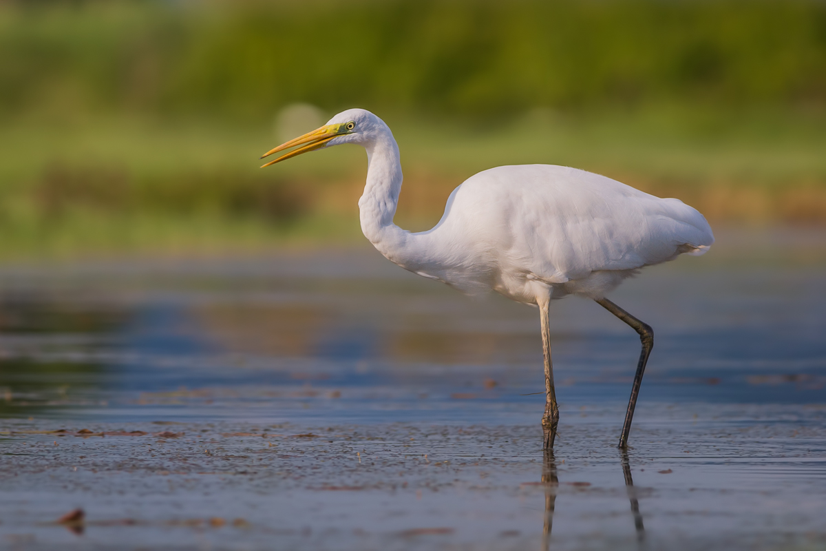 Great Egret