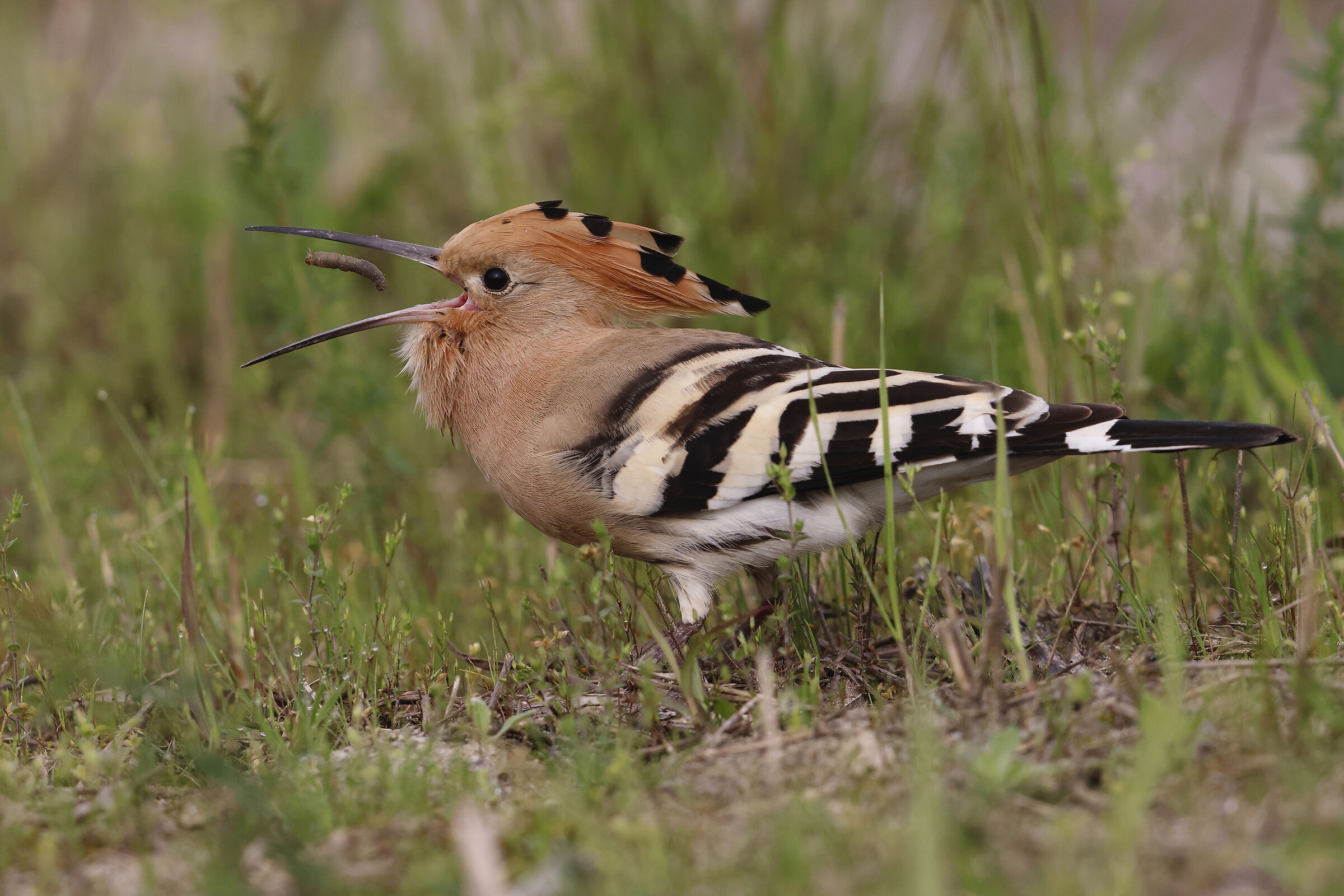 HOOPOE