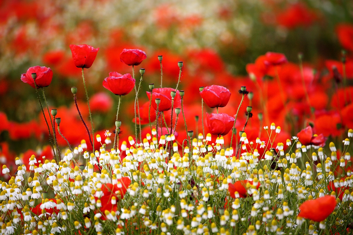 Camomilla & Papaveri