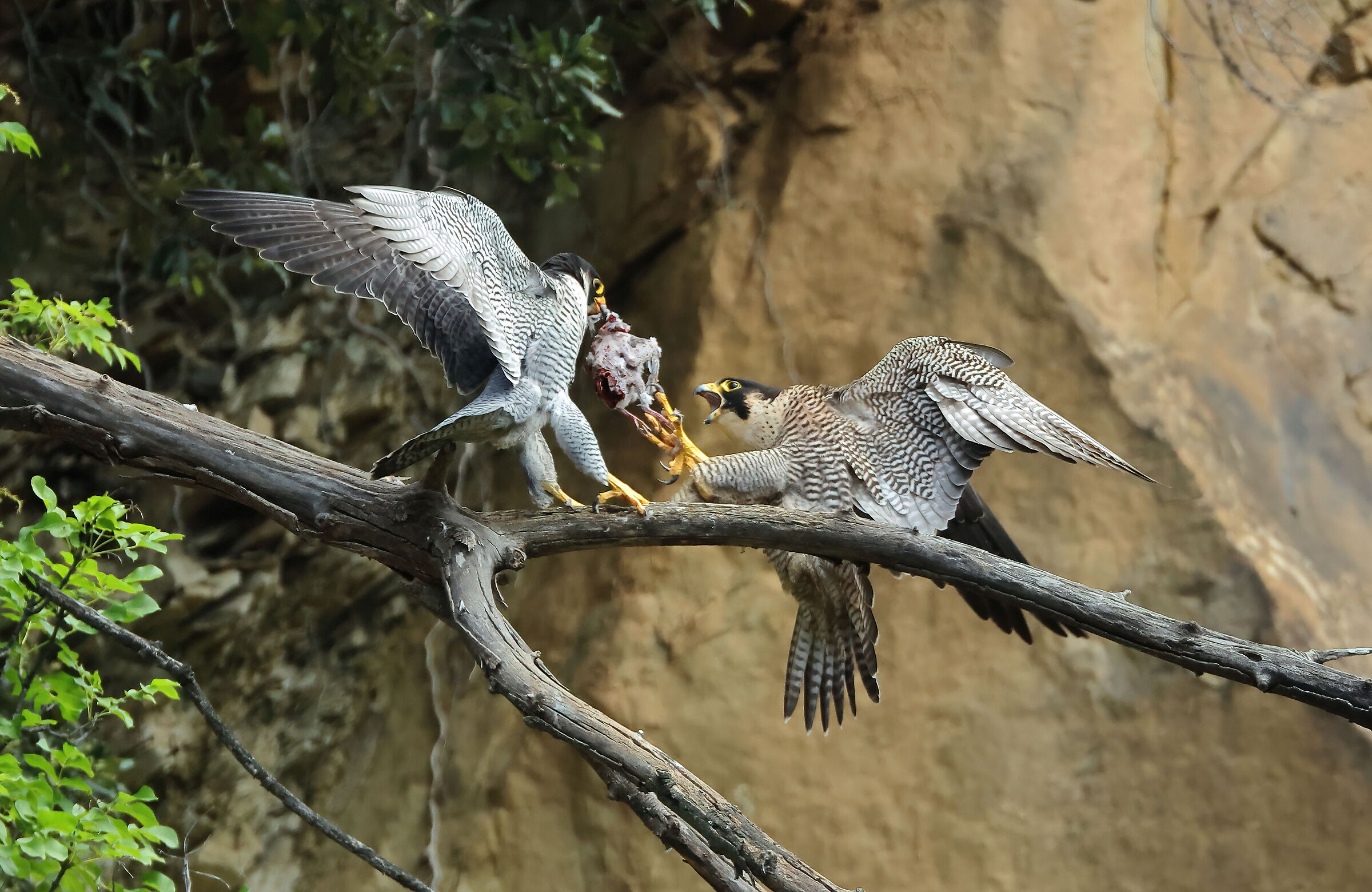Peregrine Falcon Exchange of prey for pullets