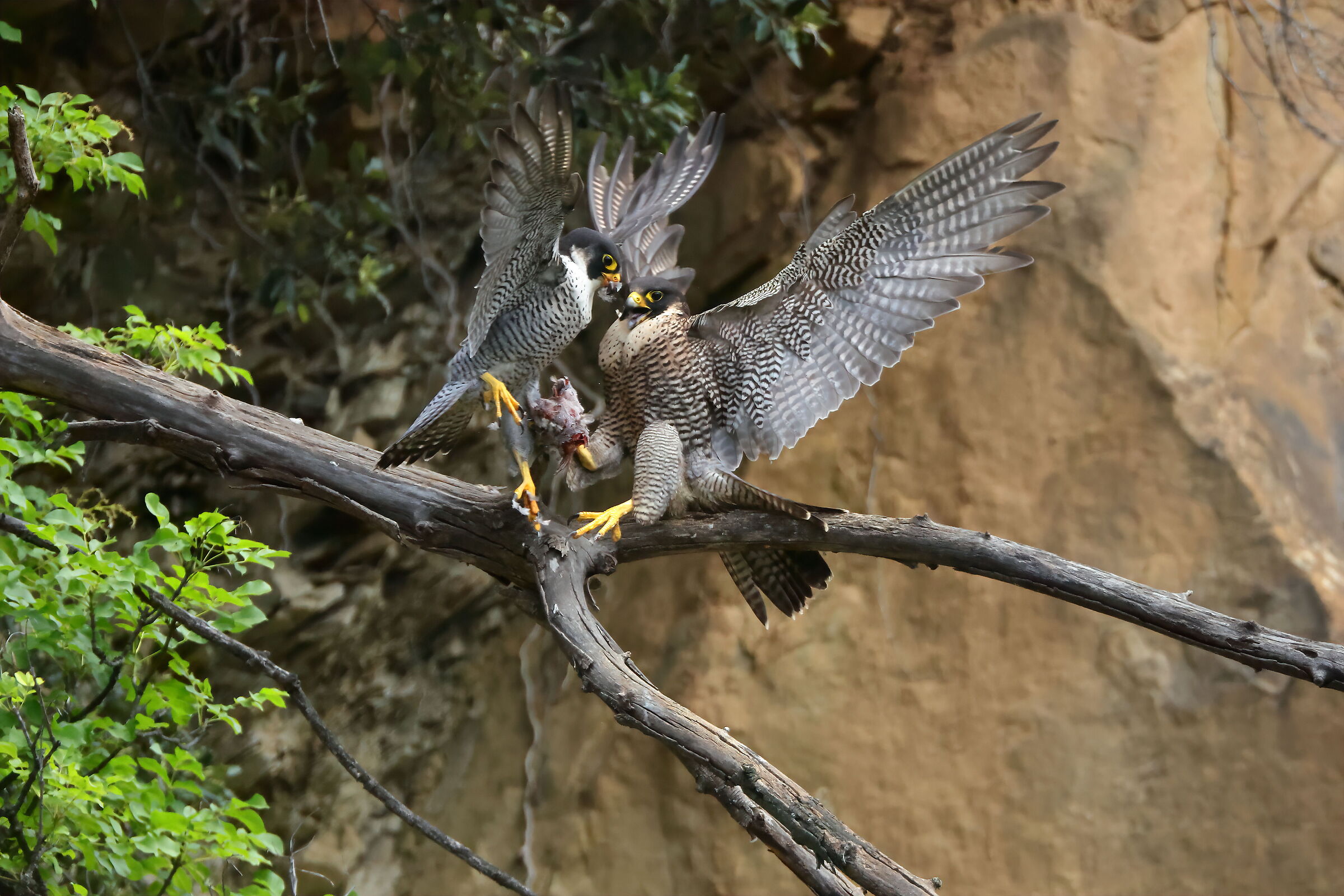Peregrine Falcon Exchange of prey for pullets
