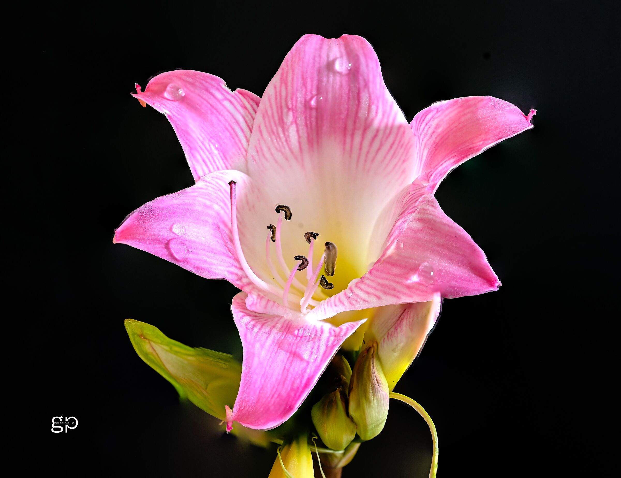 Amaryllis Belladonna L