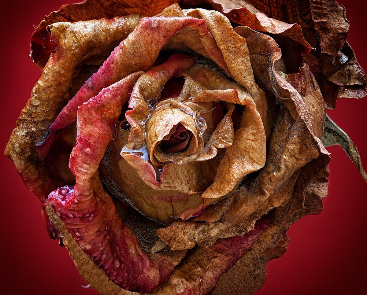 .. The beauty never fades ....