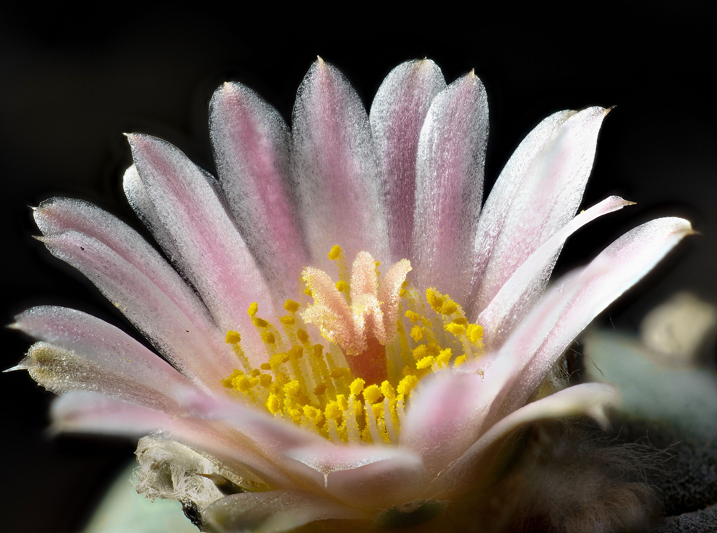 Estasi floreale