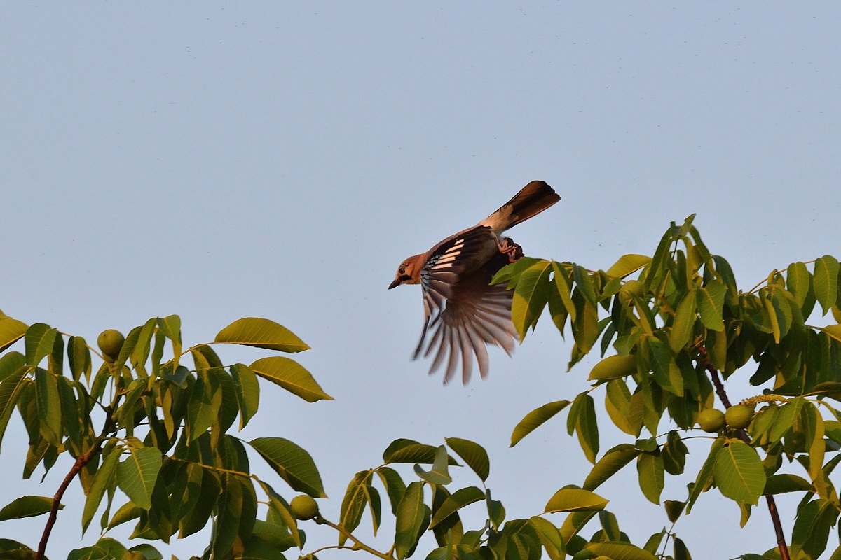 the Jay takes flight