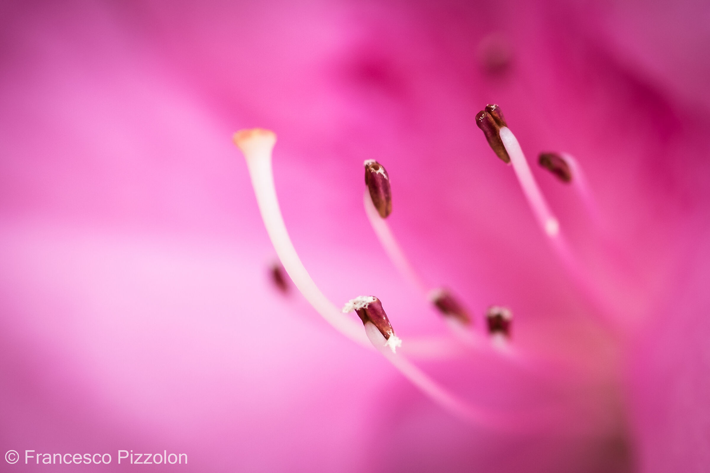 Macro
