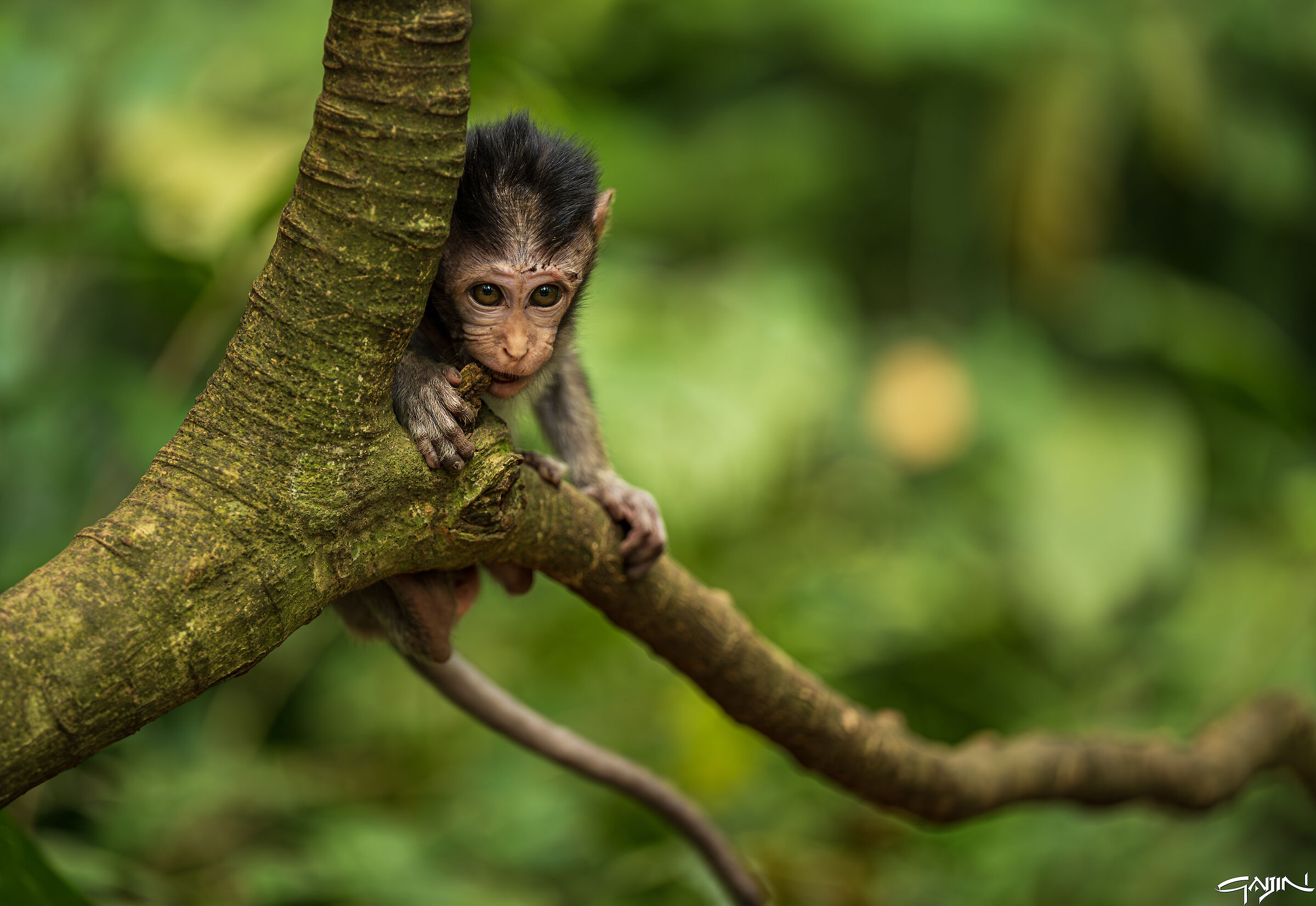 Monkey
