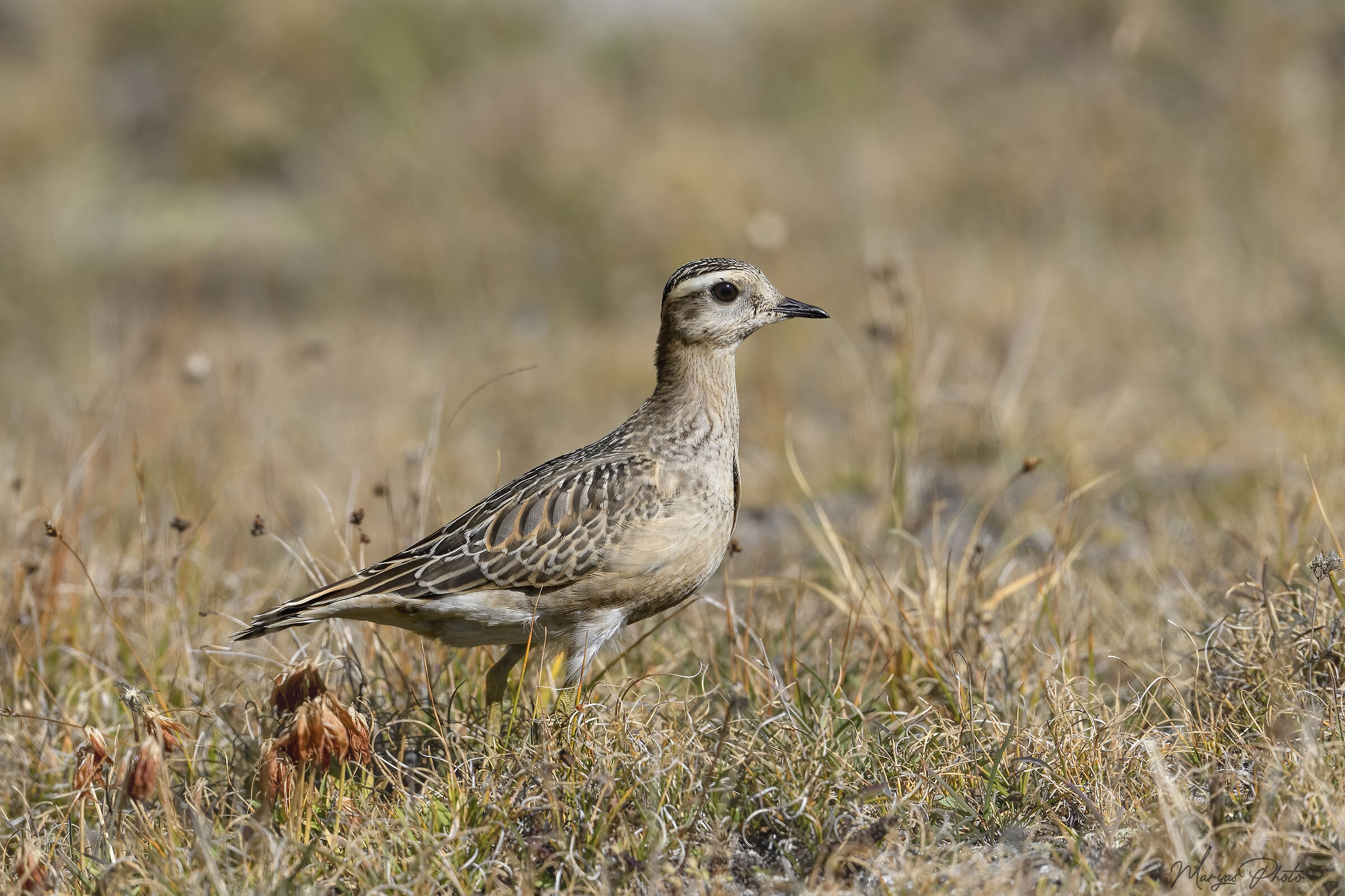 Tortolino plover