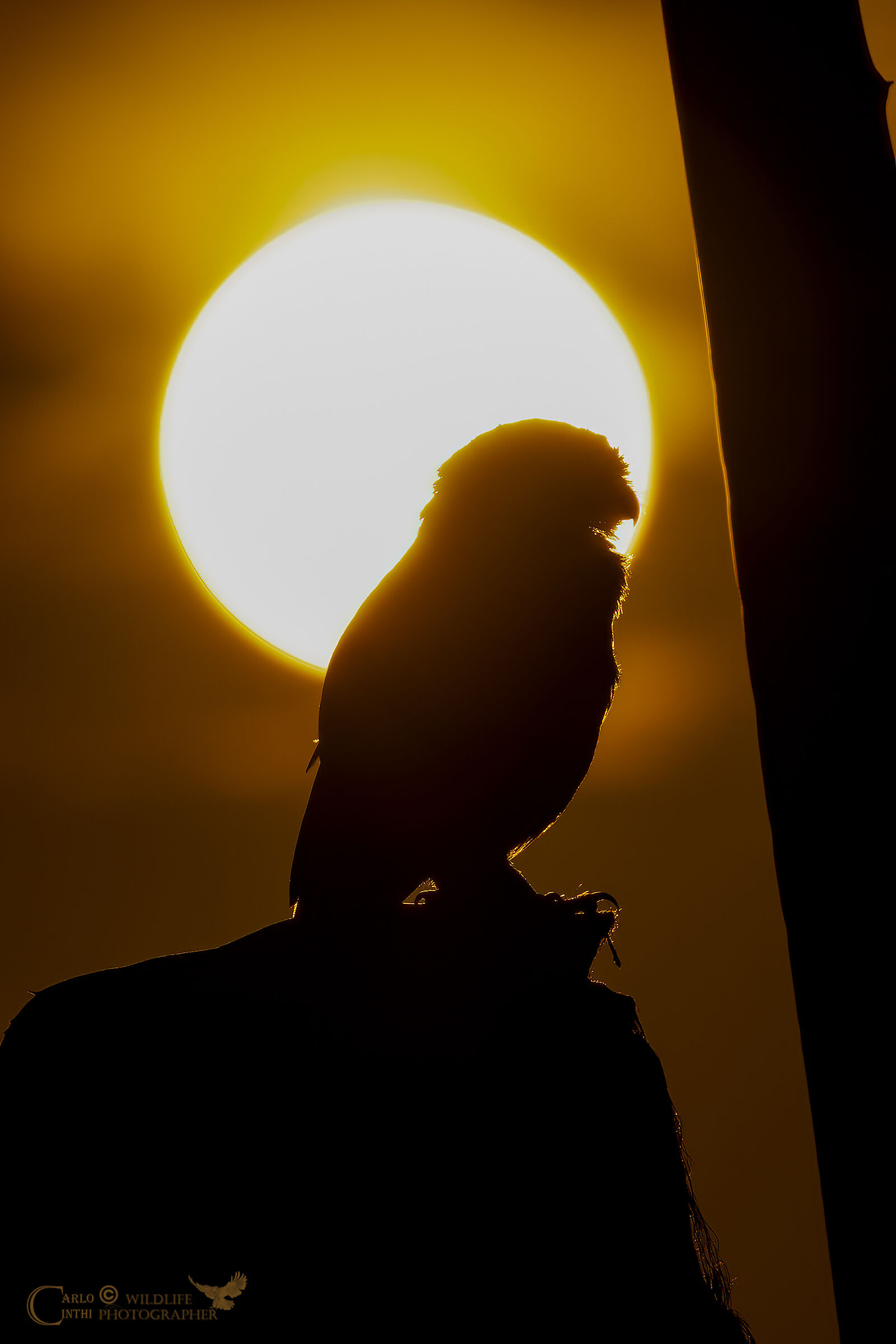 owl at sunset