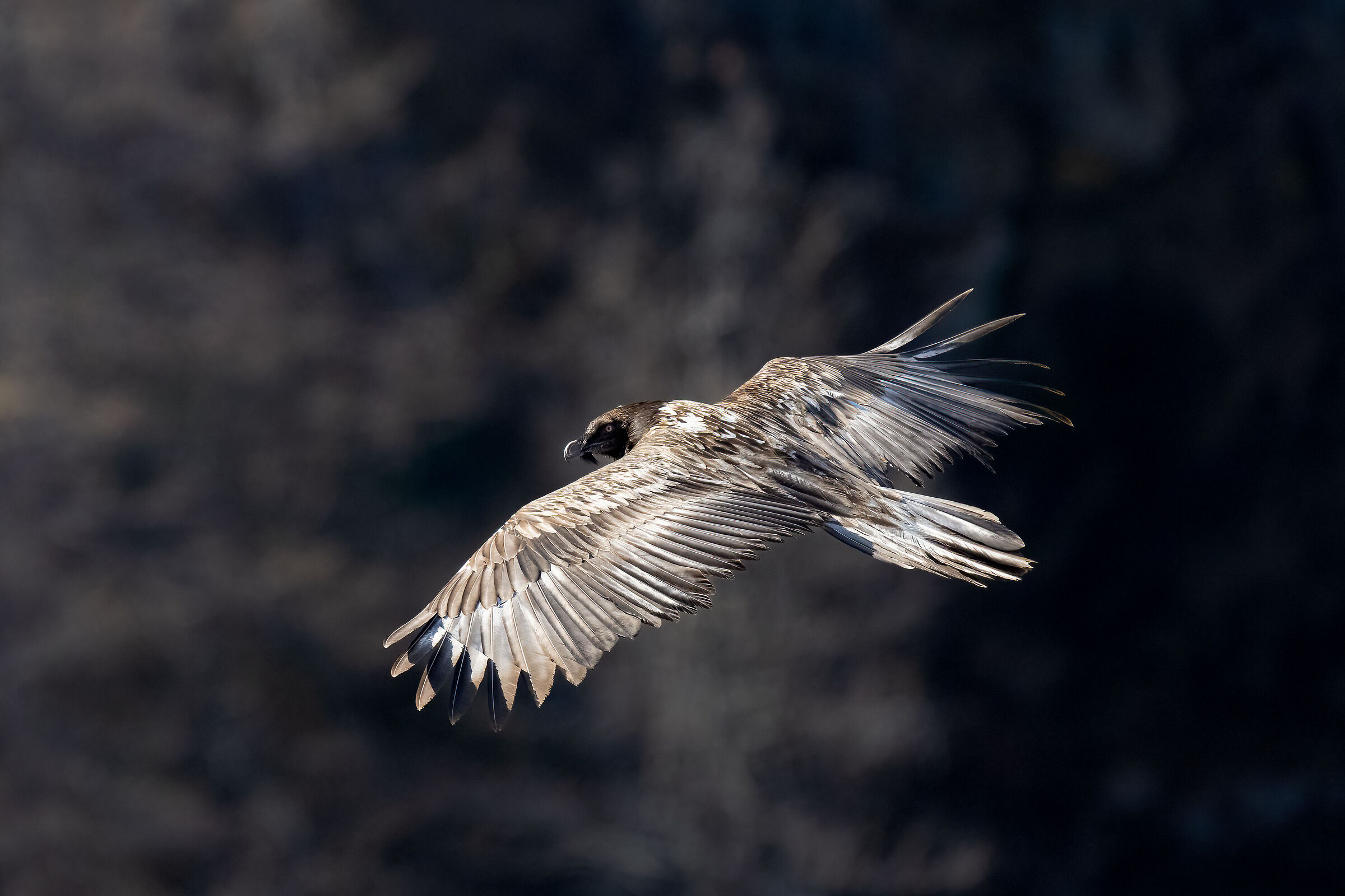 Gypaetus barbatus - Gran Paradiso National Park