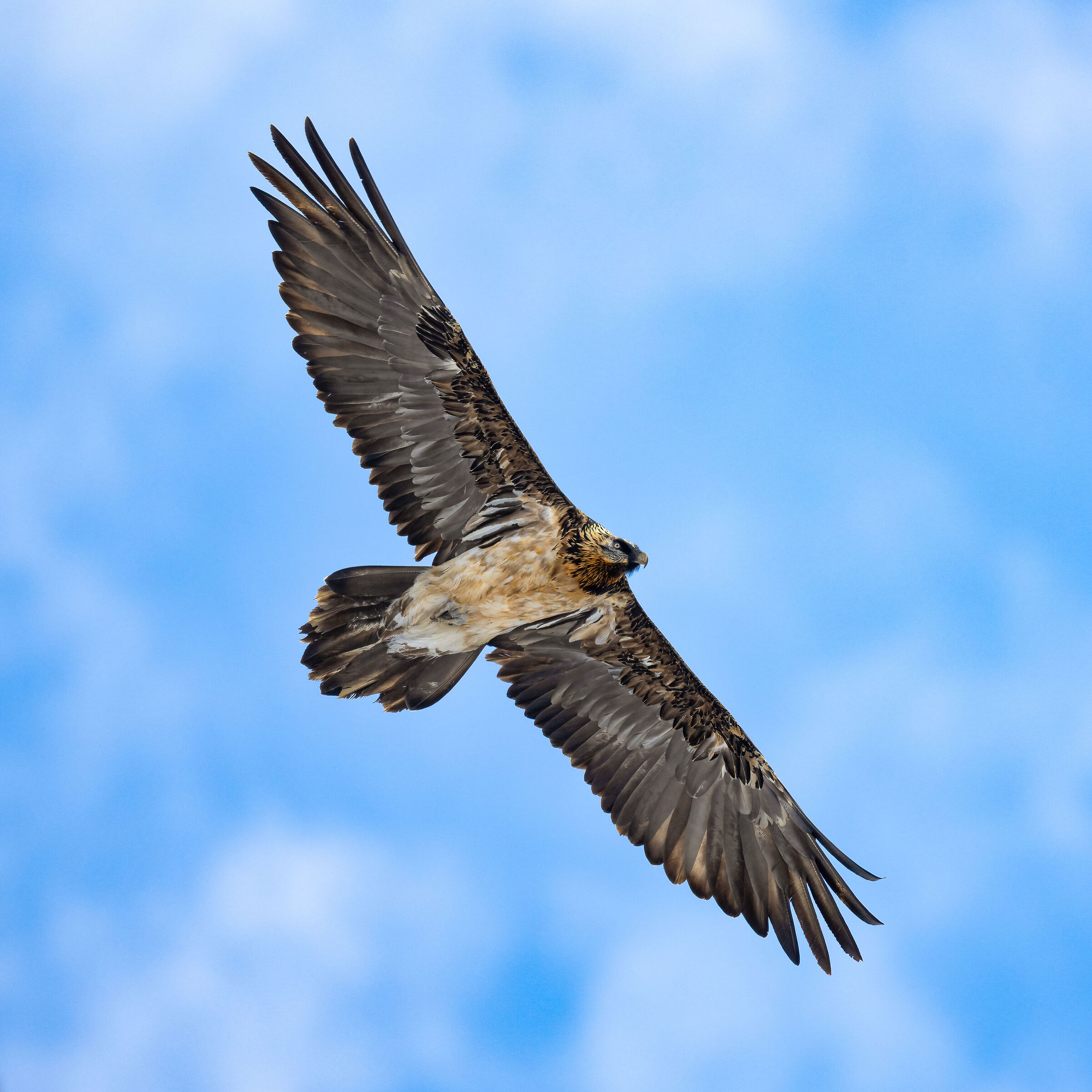 Gypaetus barbatus - Gran Paradiso National Park