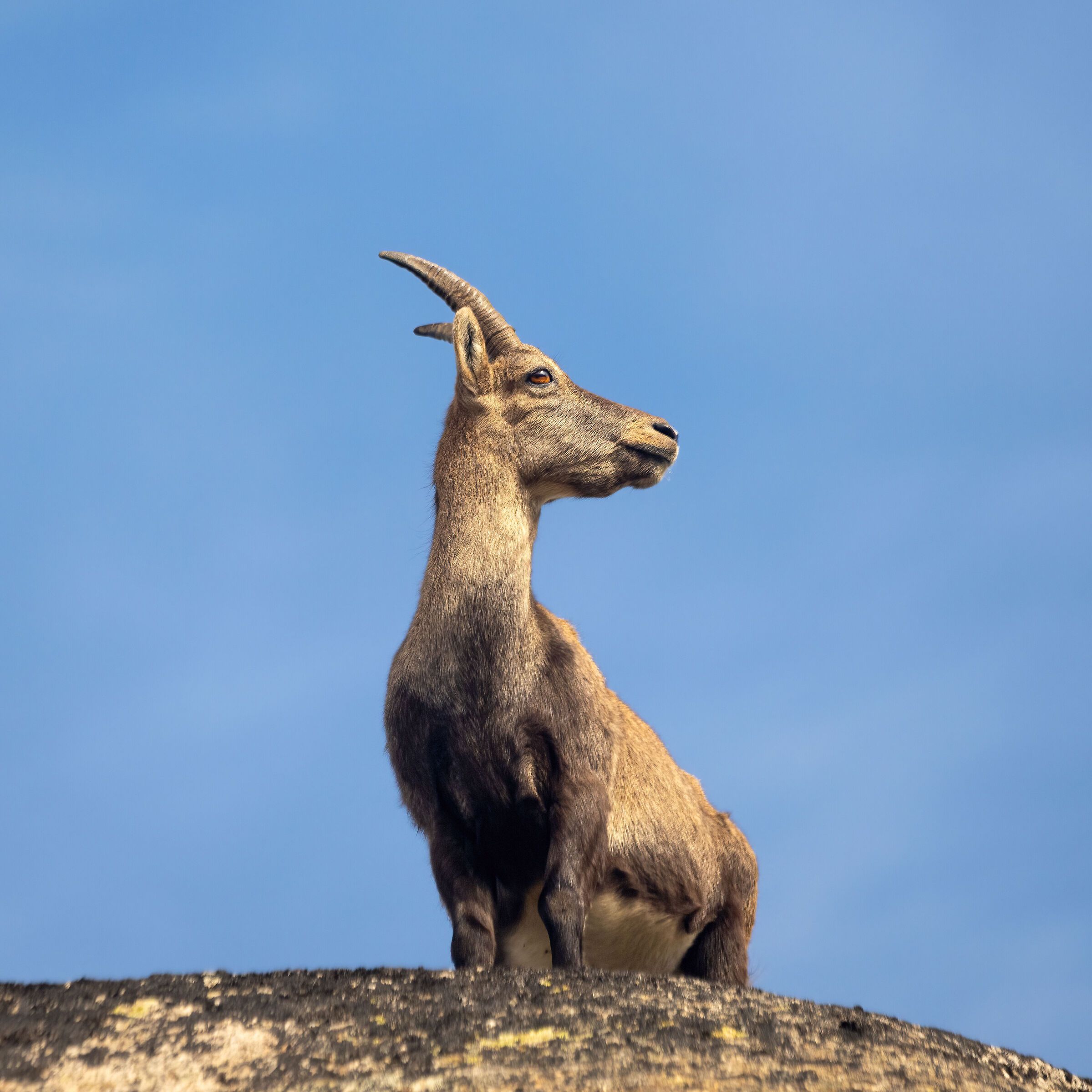 Stambecco - Parco Nazionale del Gran Paradiso