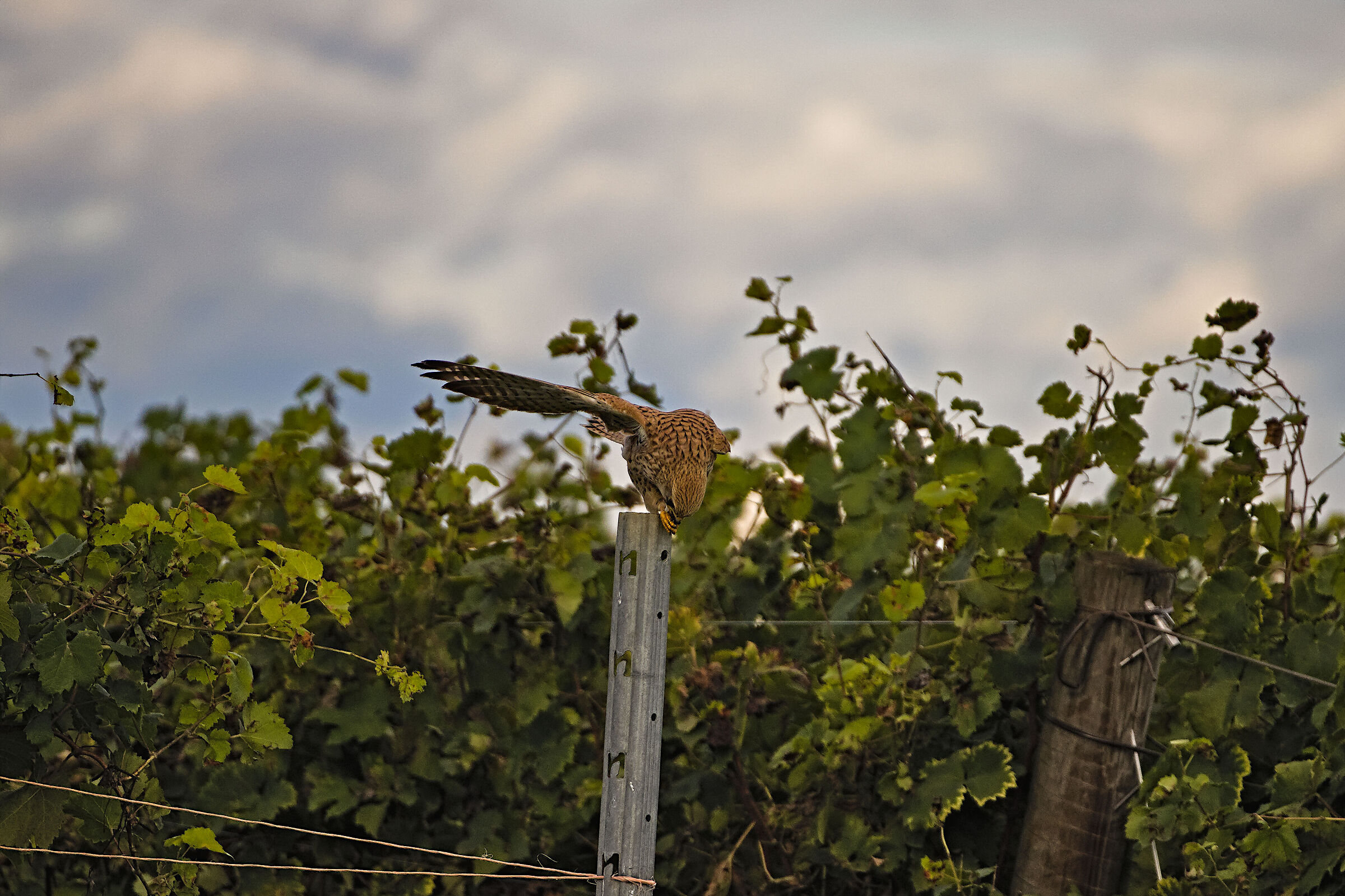 Ossequi alla signora